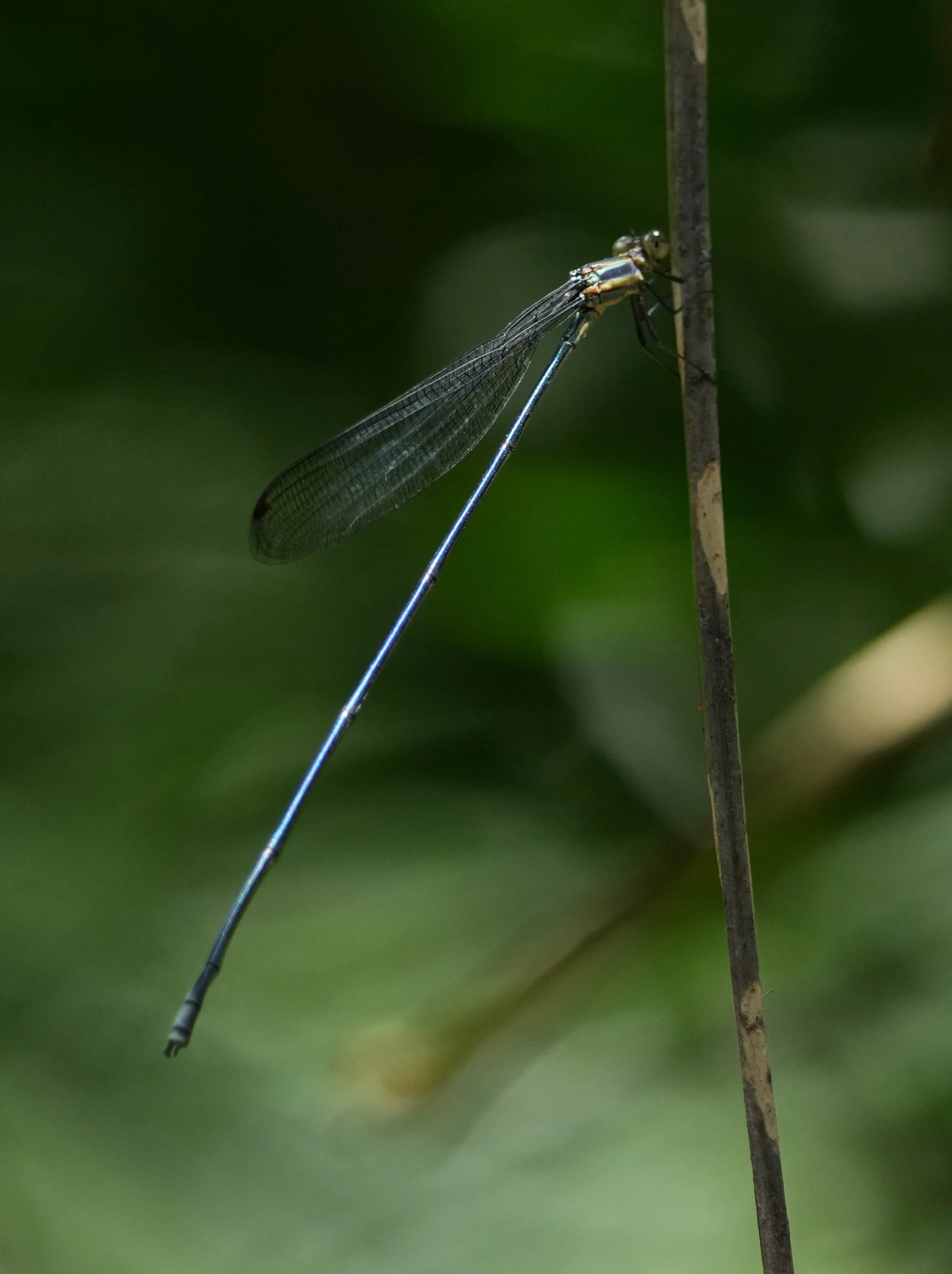 Coenagrionidae - Mecistogaster modesta