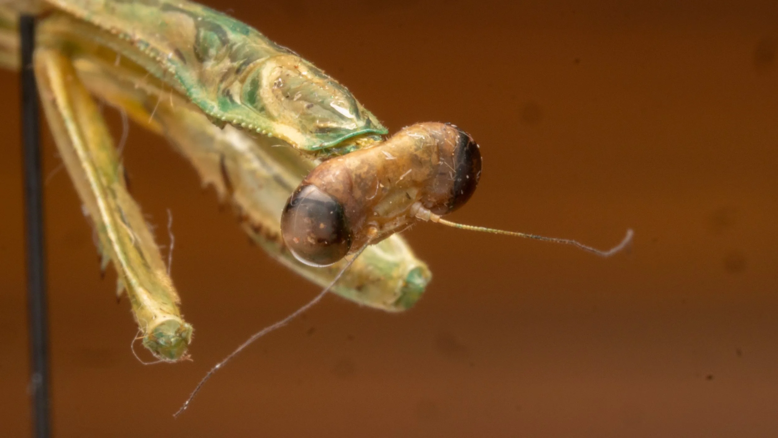 Mantidae - Stagmomantis nahua