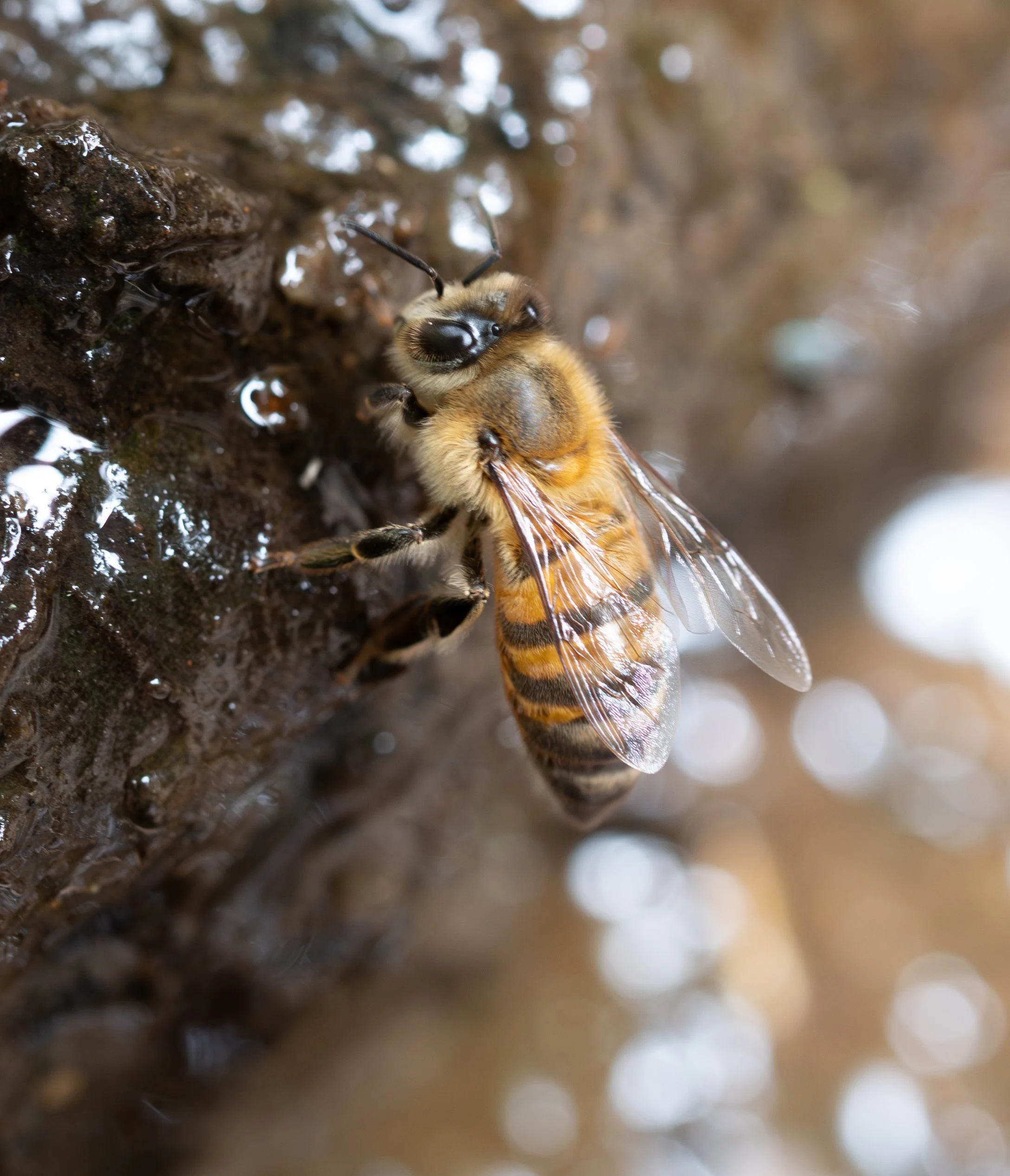 Apidae - Apis melifera