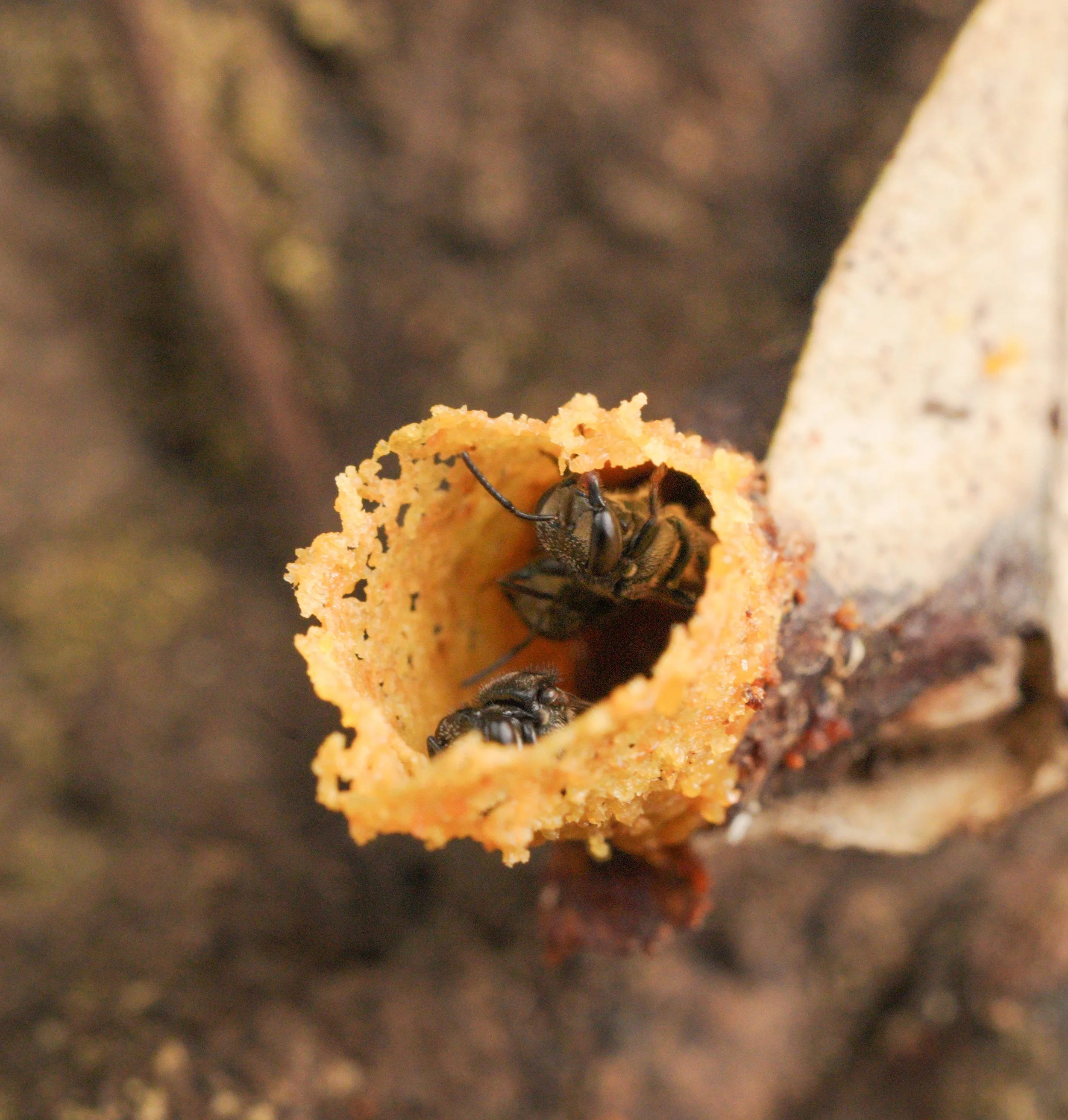 Apidae - Scaura argyrea