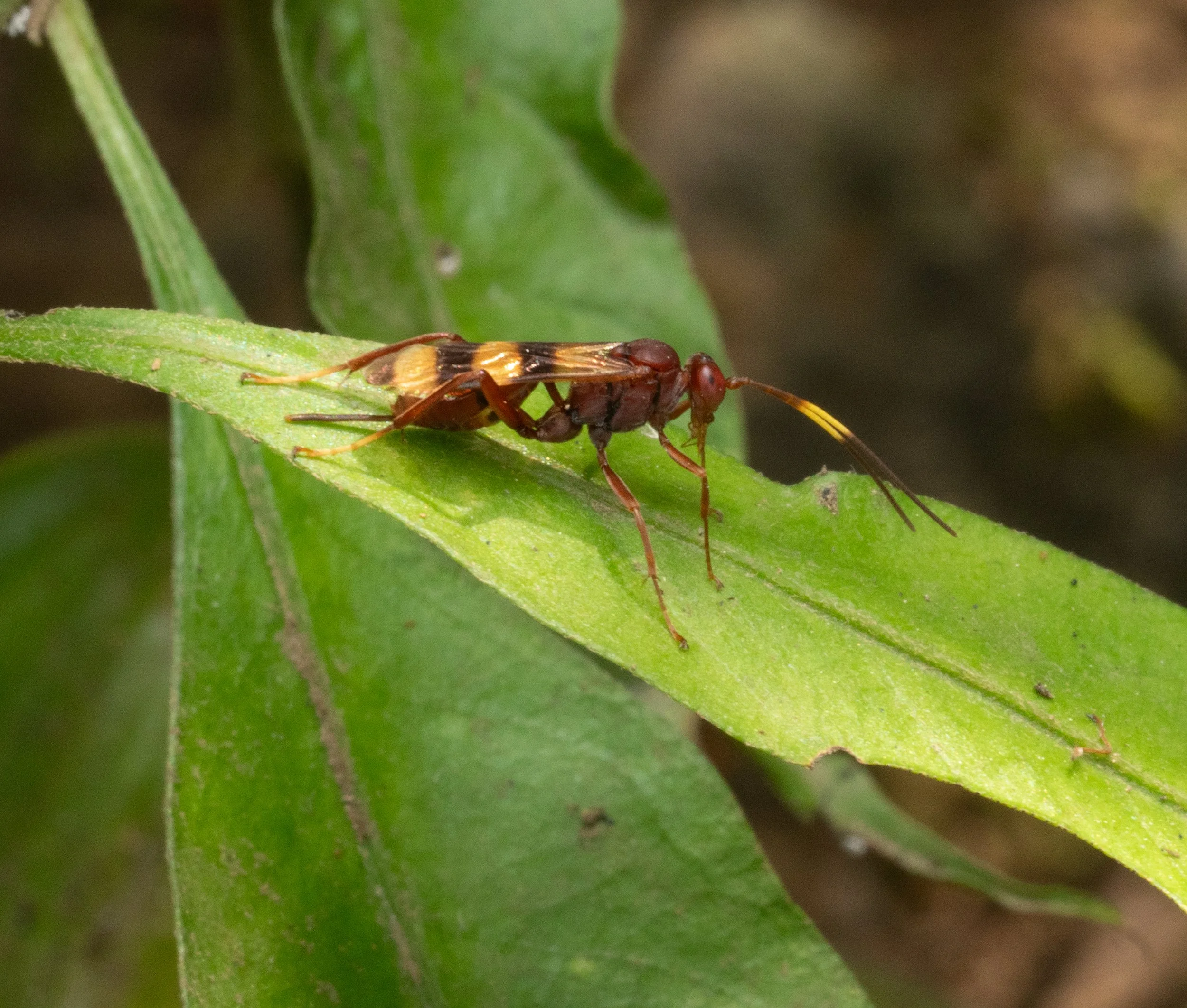 Ichneumonidae (Cryptinae)