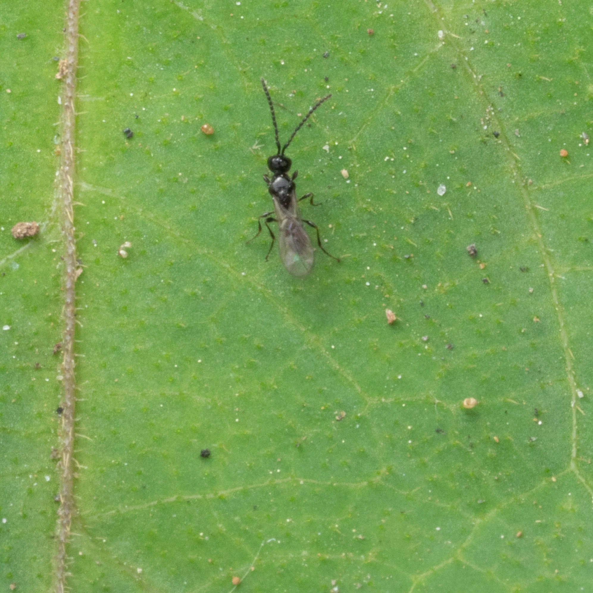 Figitidae (Eucoilinae)