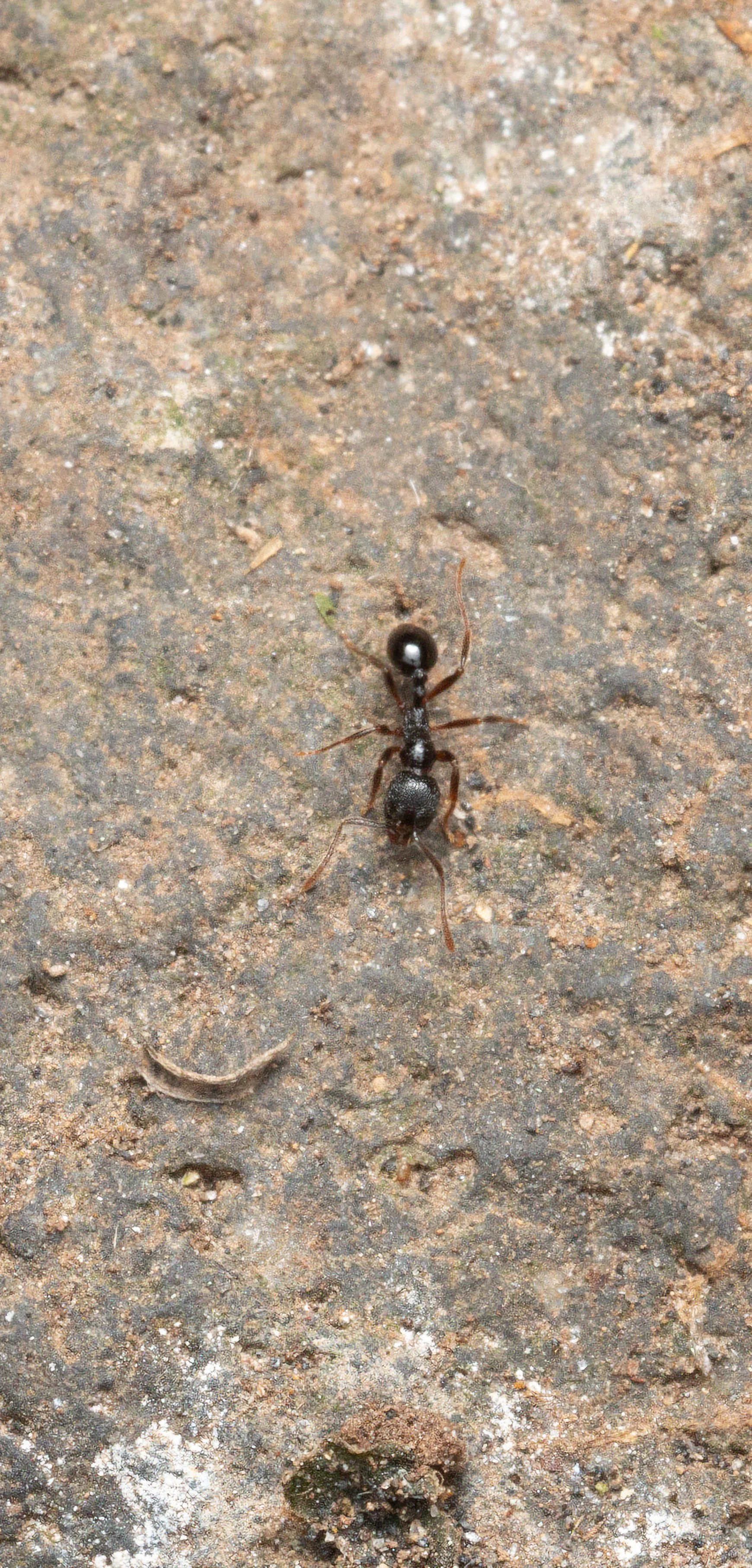Formicidae - Stenamma sp.