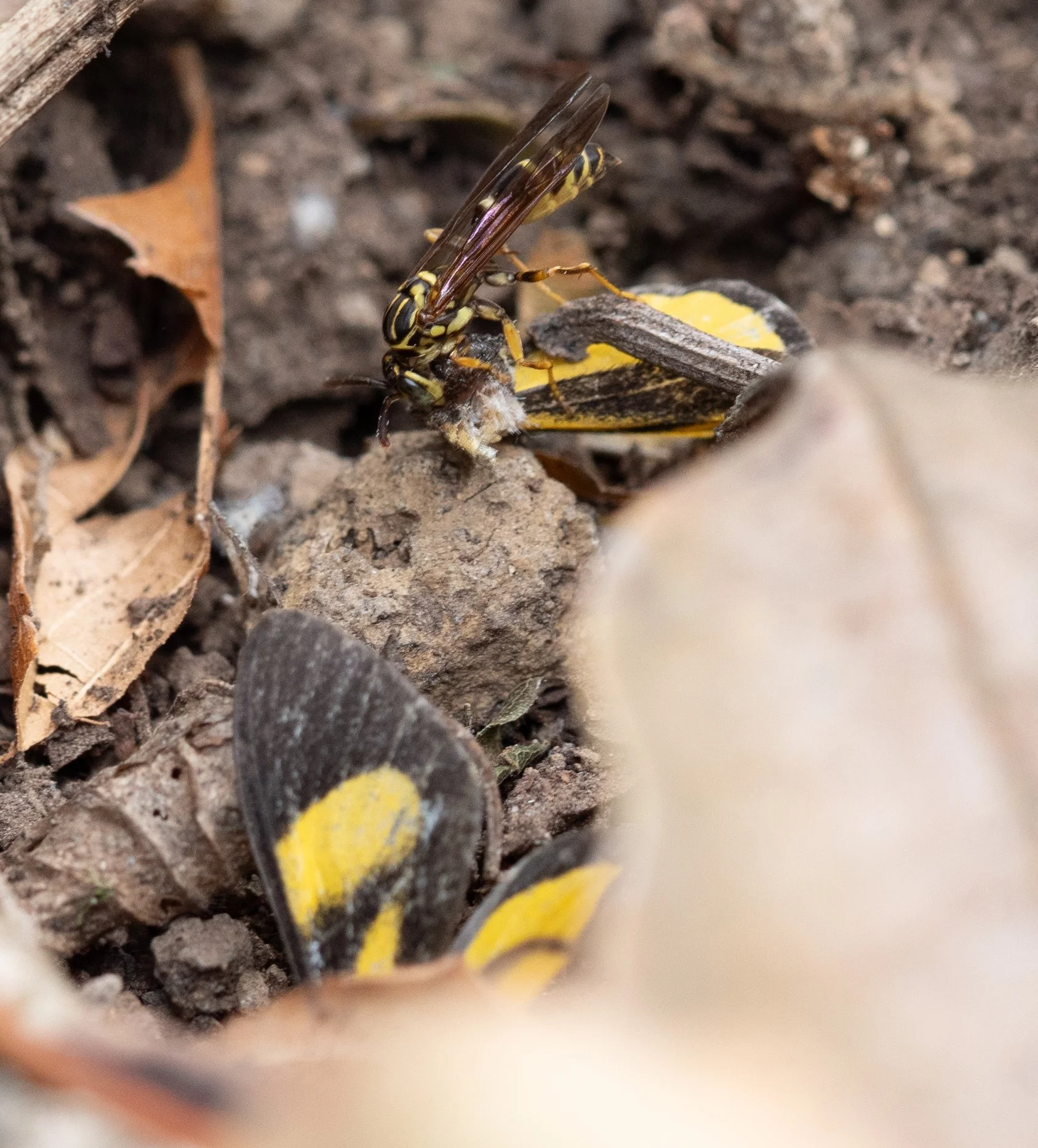 Vespidae - Agelaia sp.