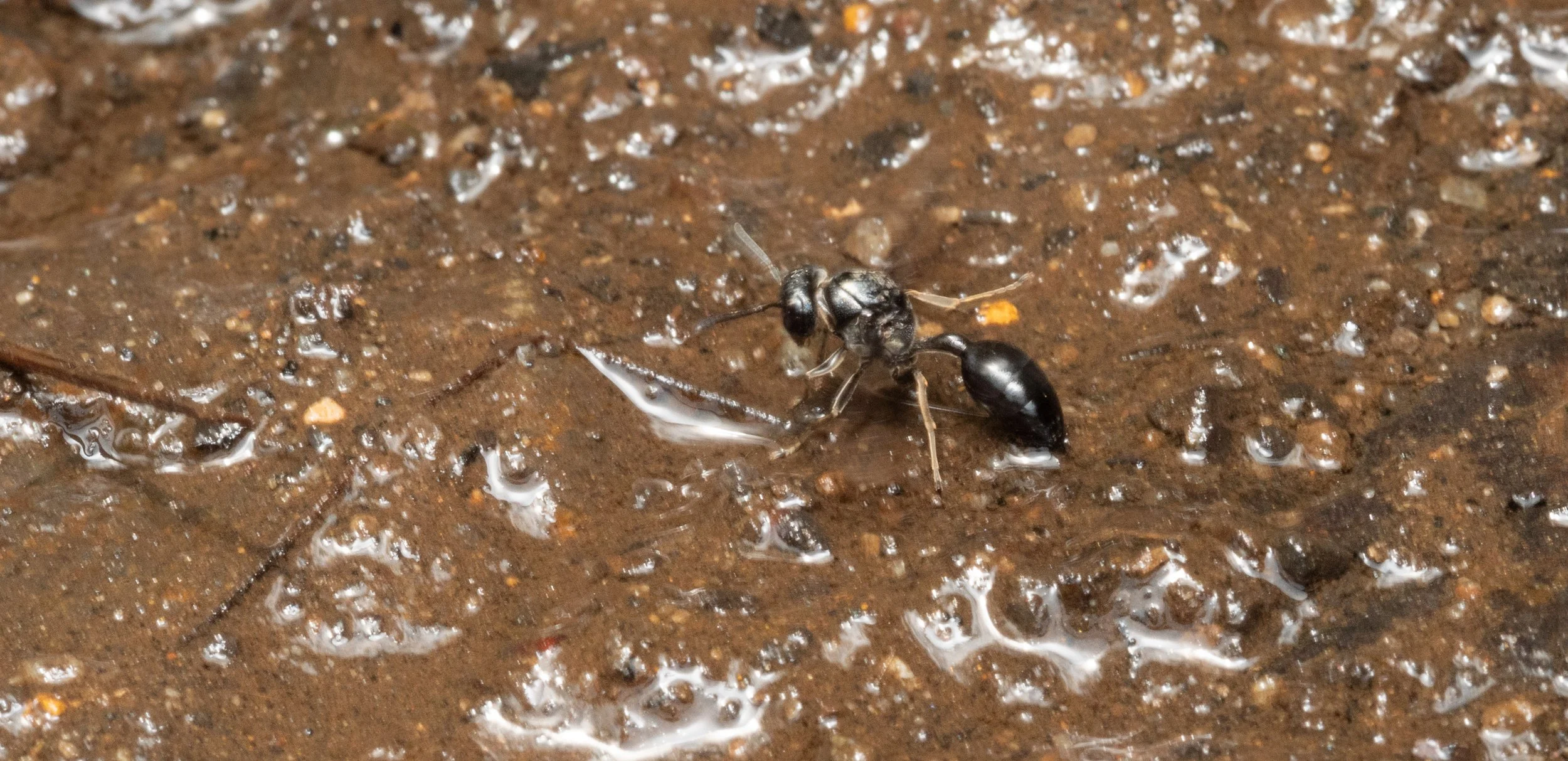 Vespidae - Epipona sp.