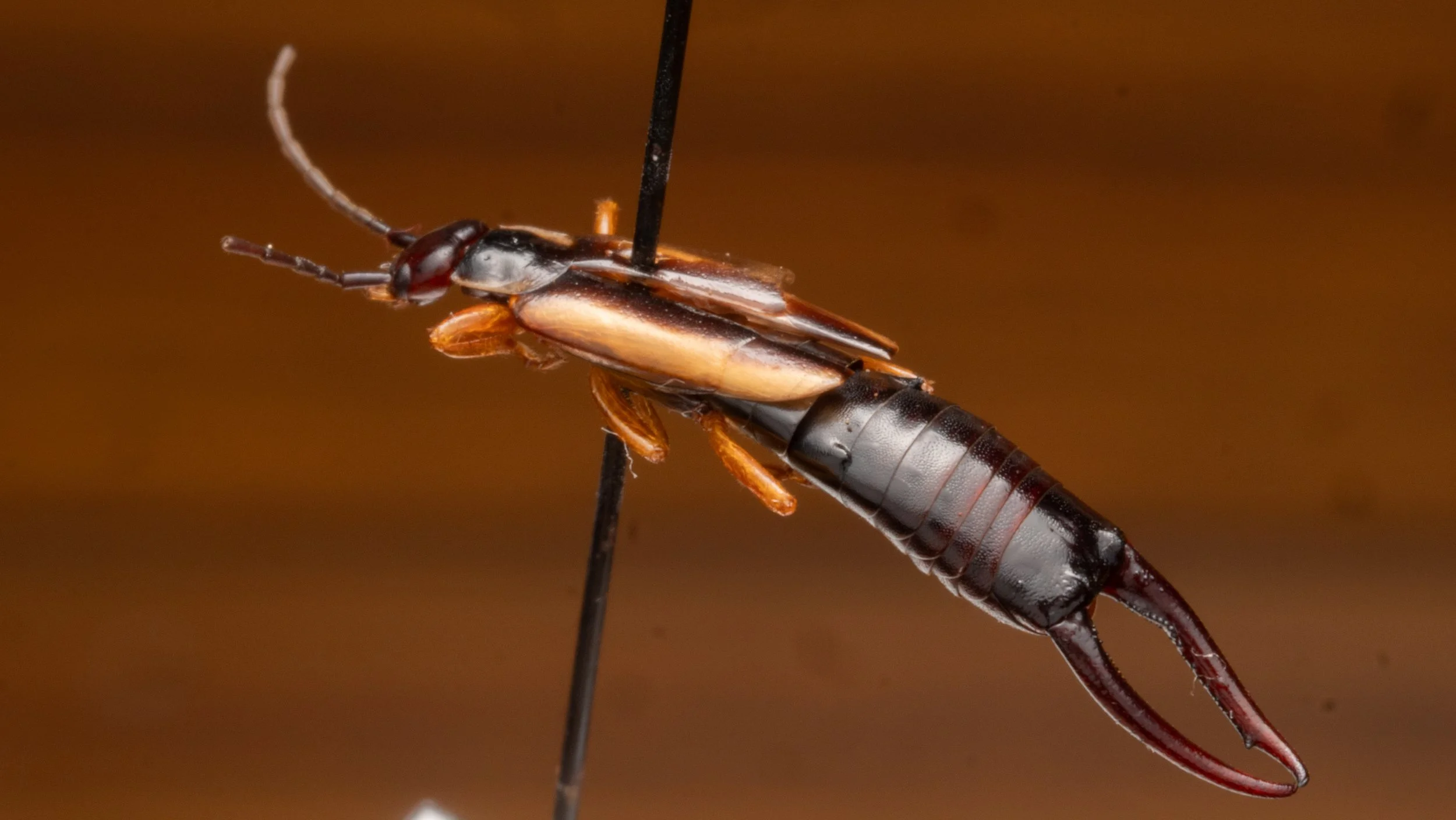 Forficulidae - Doru sp.