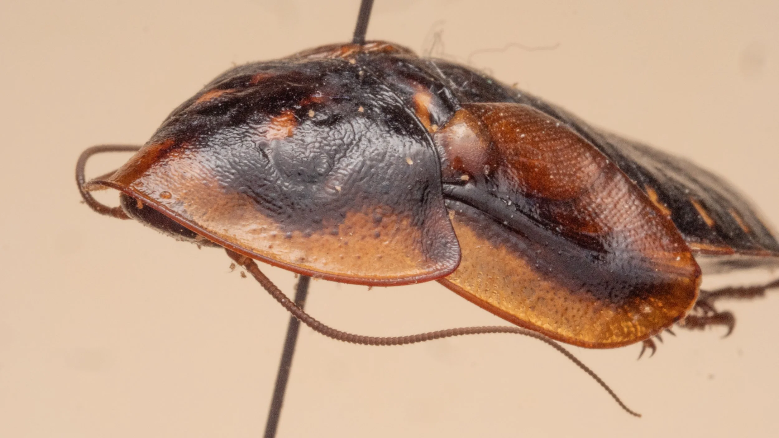 Blaberidae - Blaptica dubia