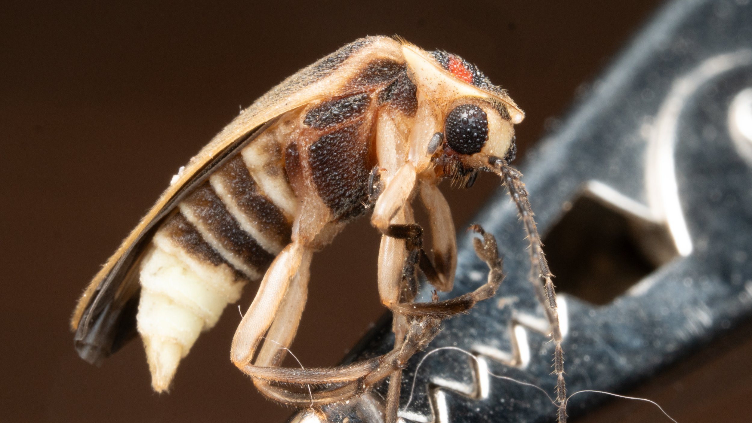 Lampyridae