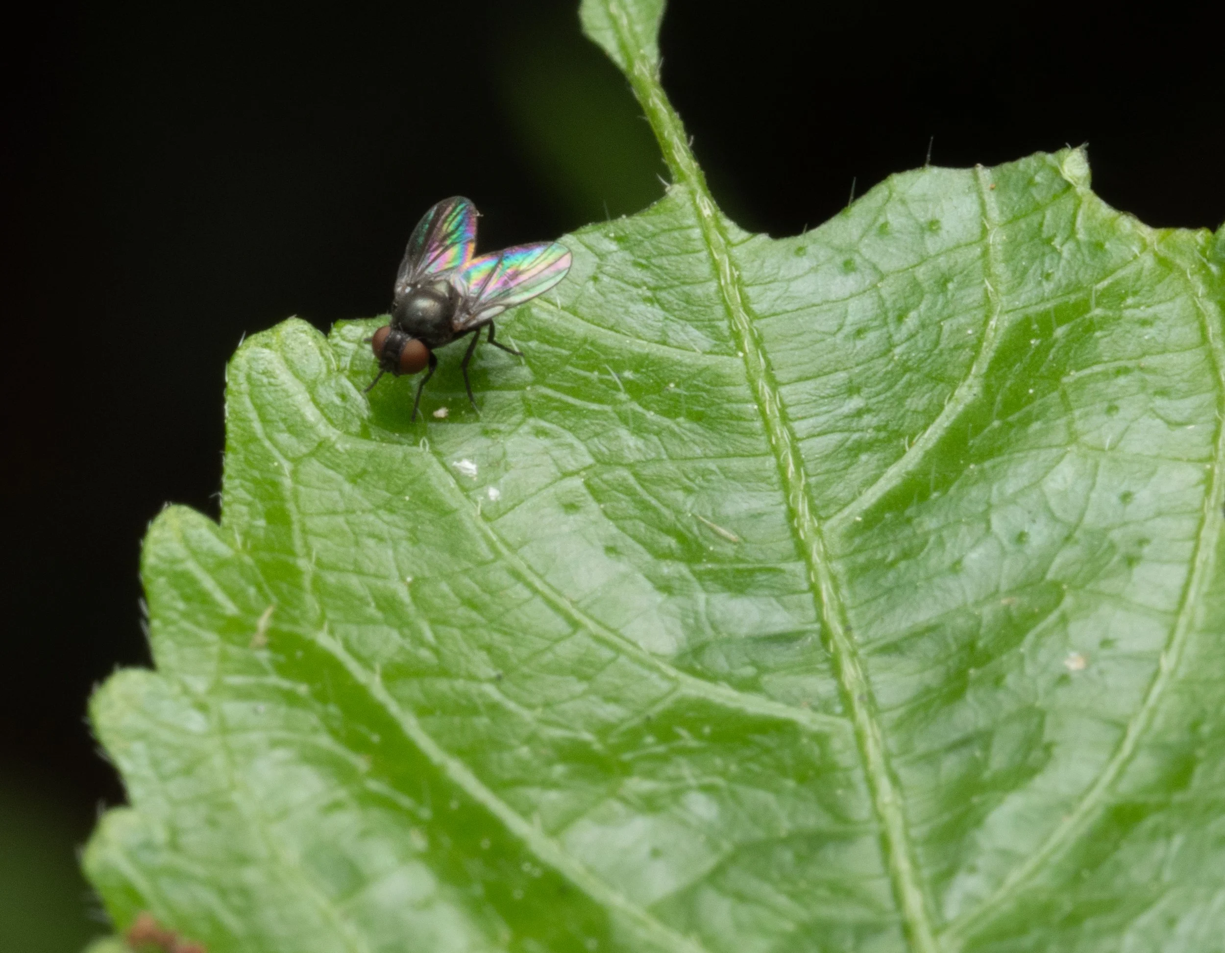 Agromyzidae
