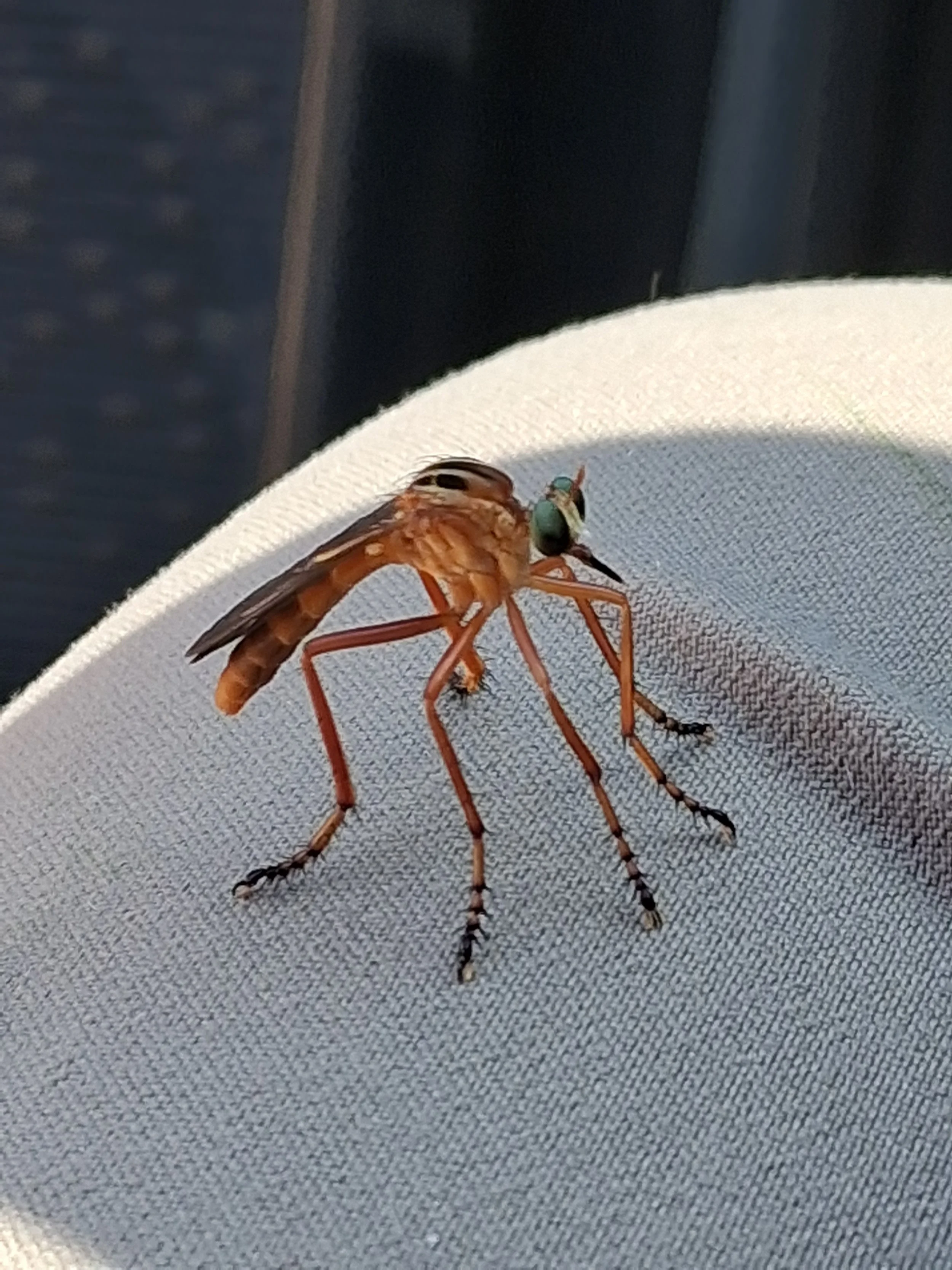 Asilidae - Diogmites