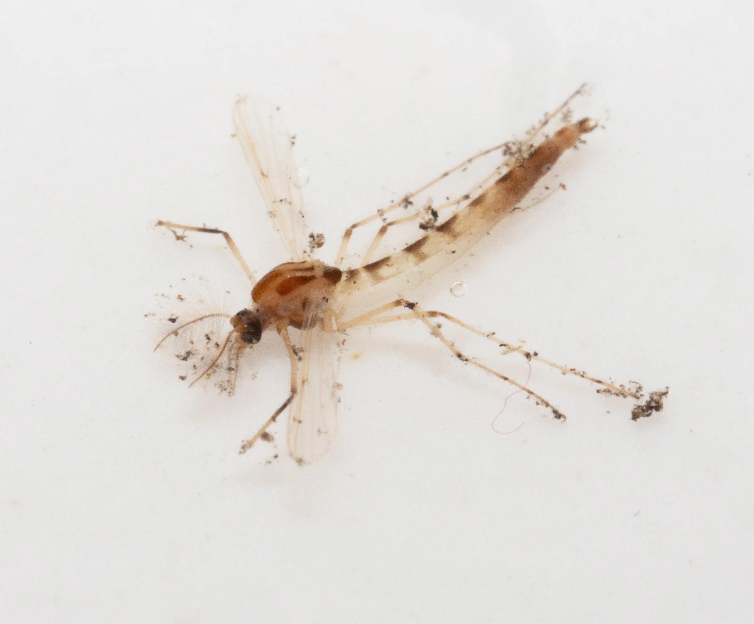 Chironomidae (Chironominae)