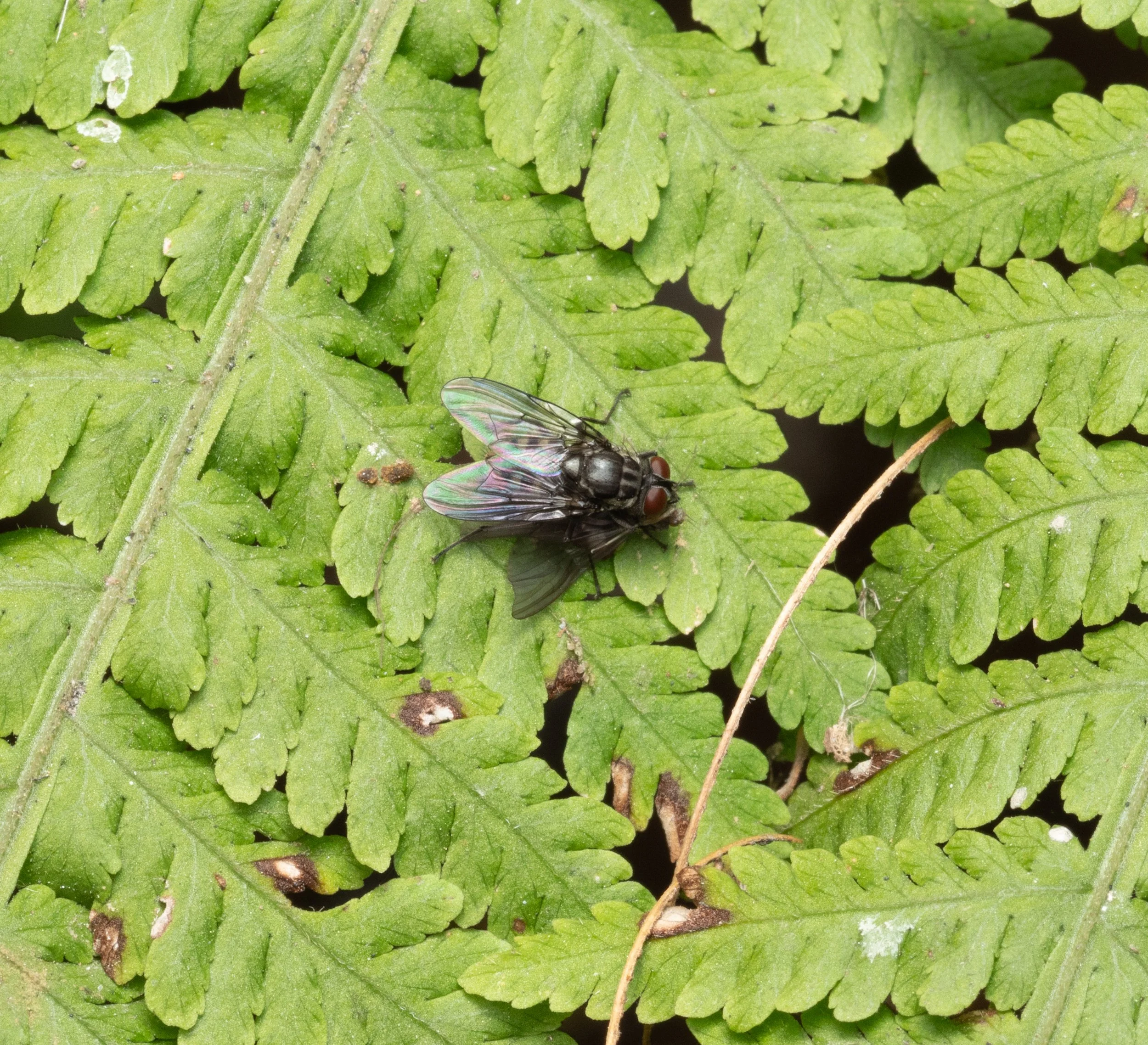 Muscidae - Stomoxys sp.