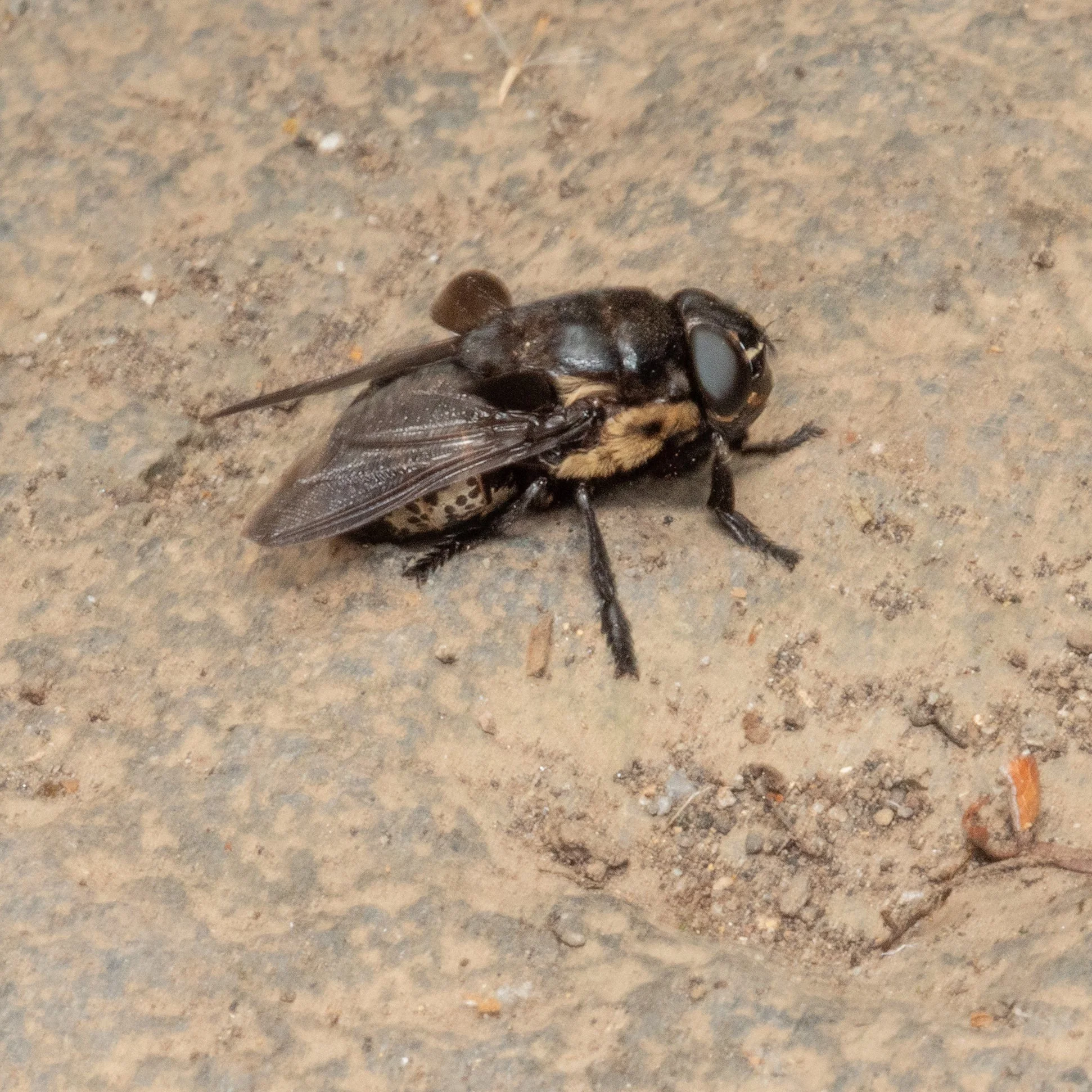 Oestridae