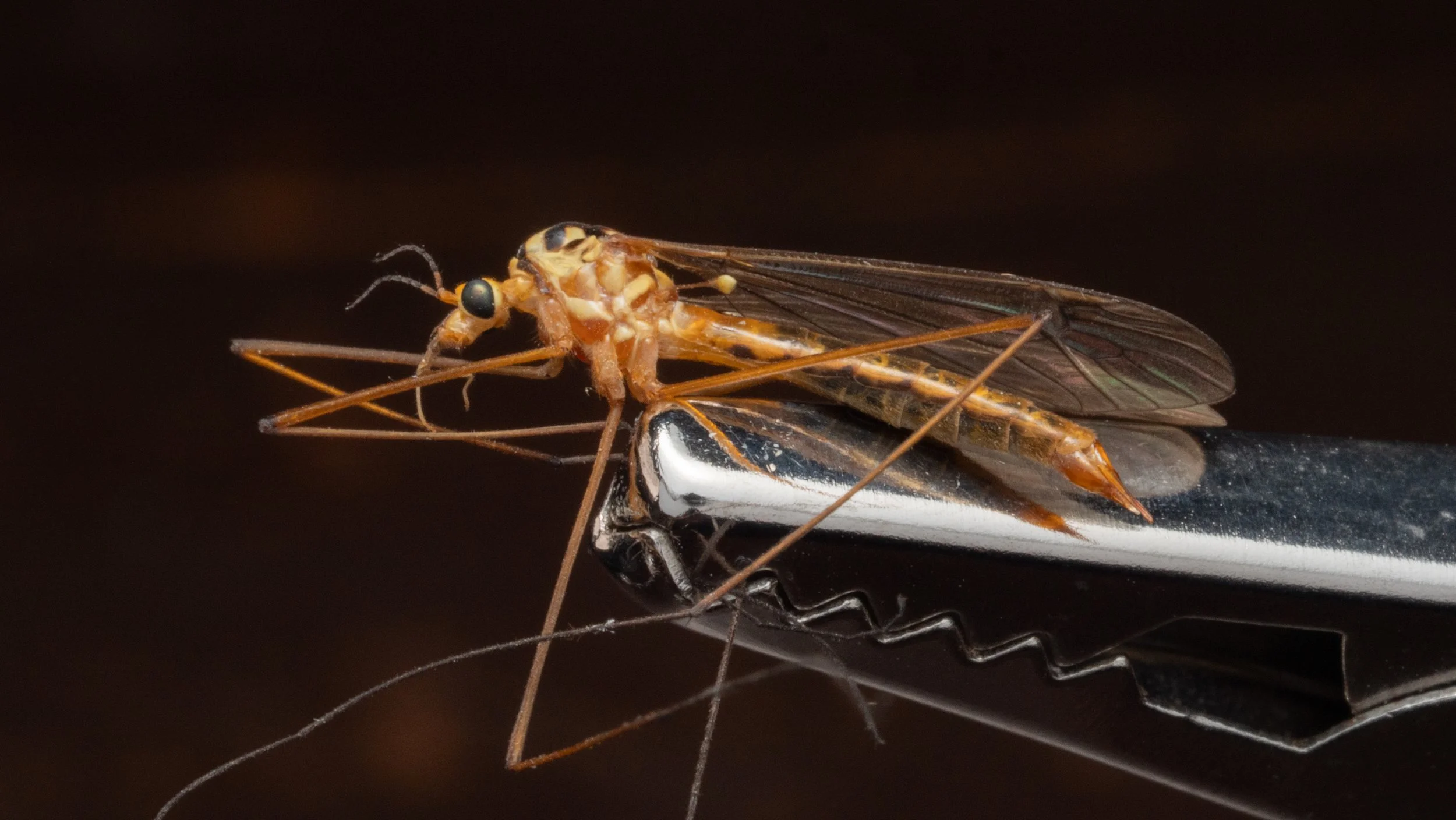 Tipulidae - Nephrotoma sp.