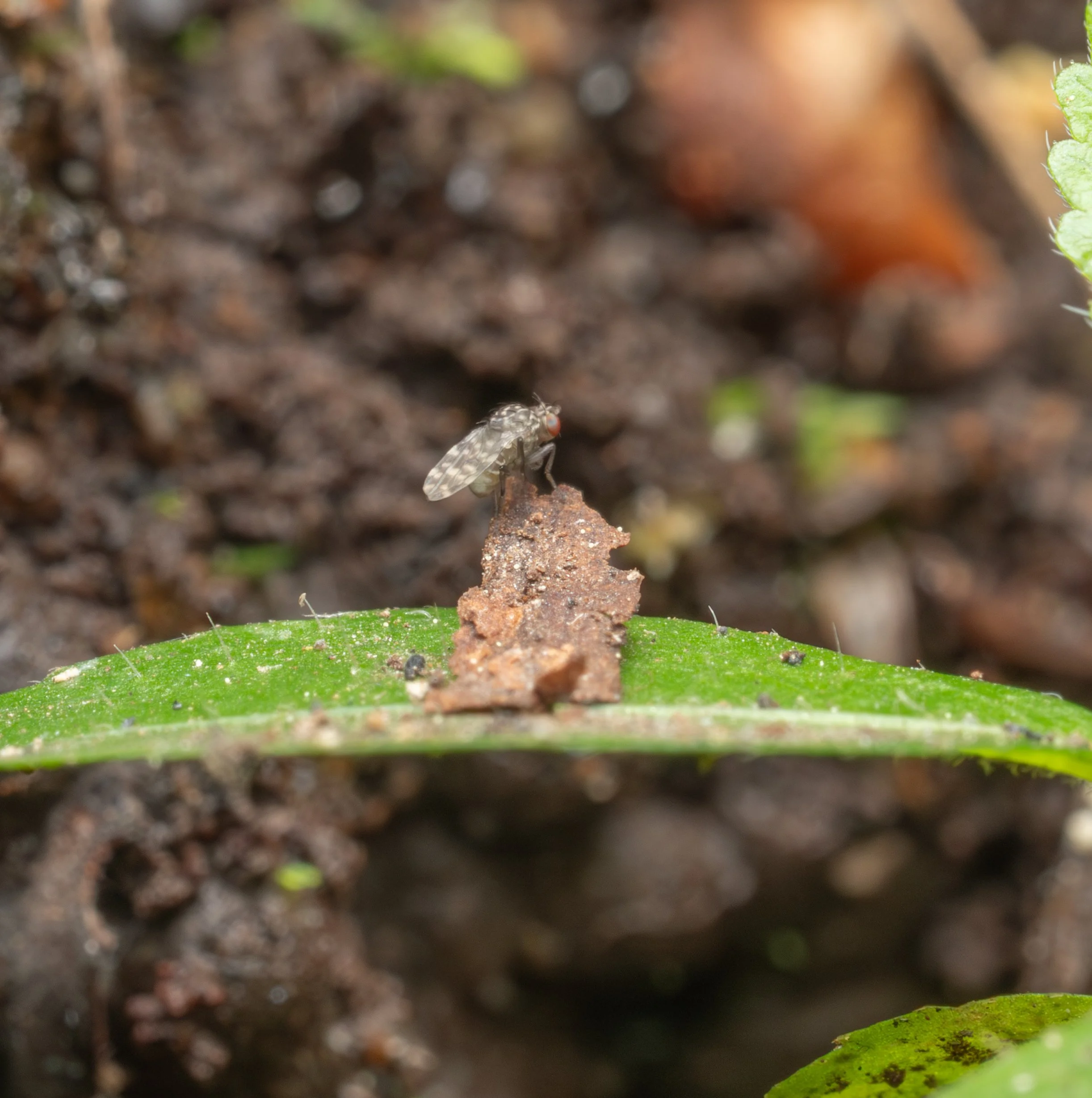Ephydridae