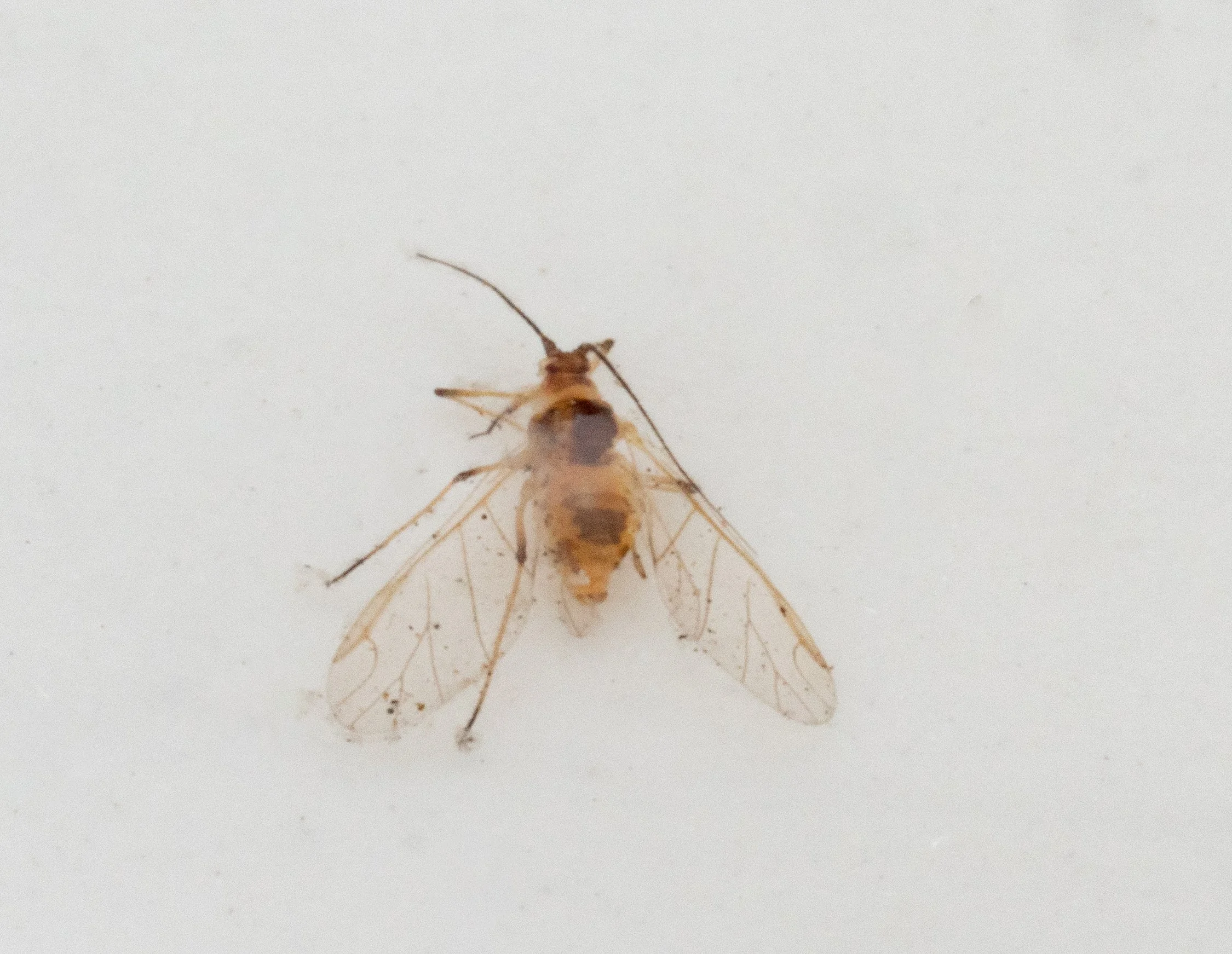 Aphididae