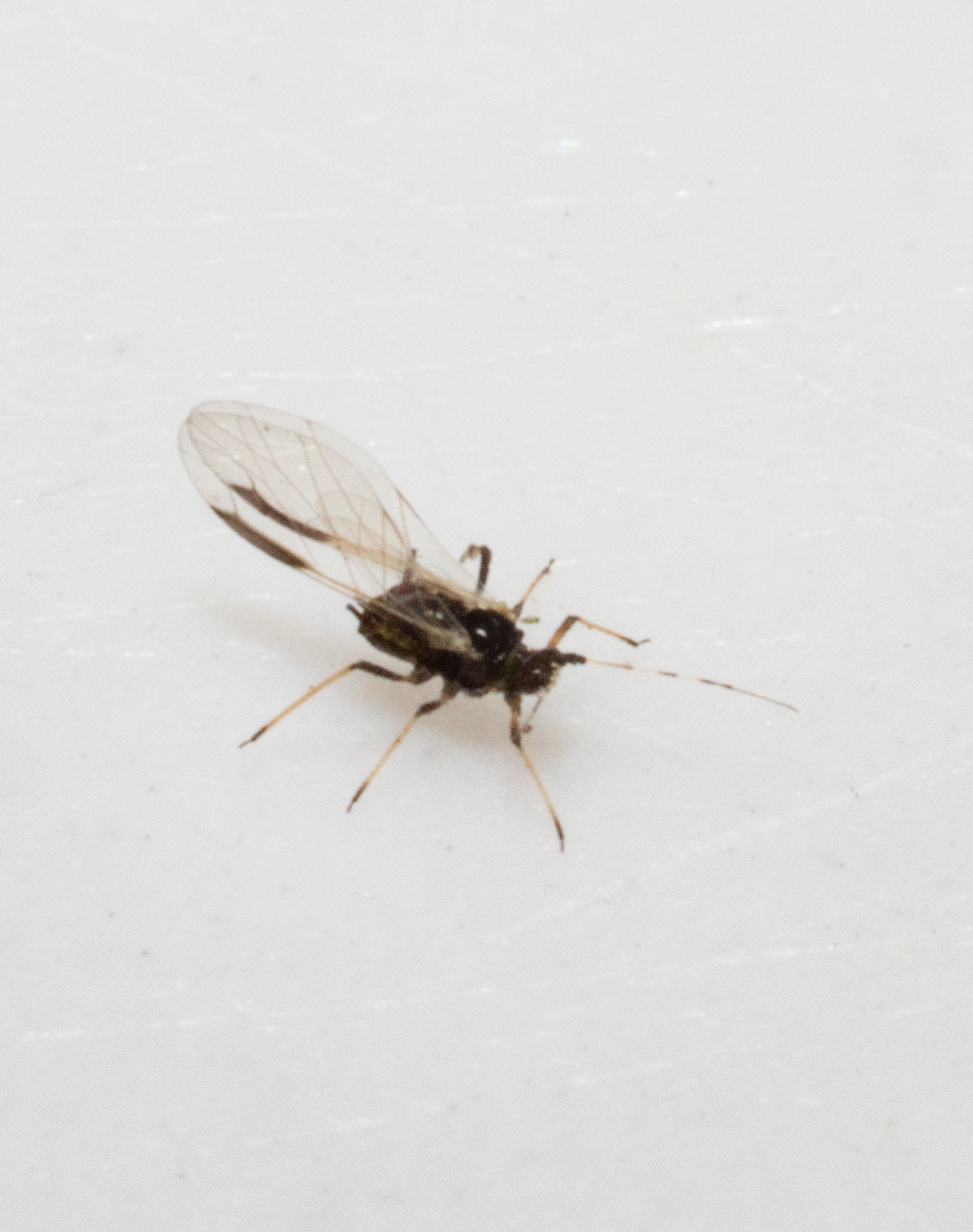 Aphididae