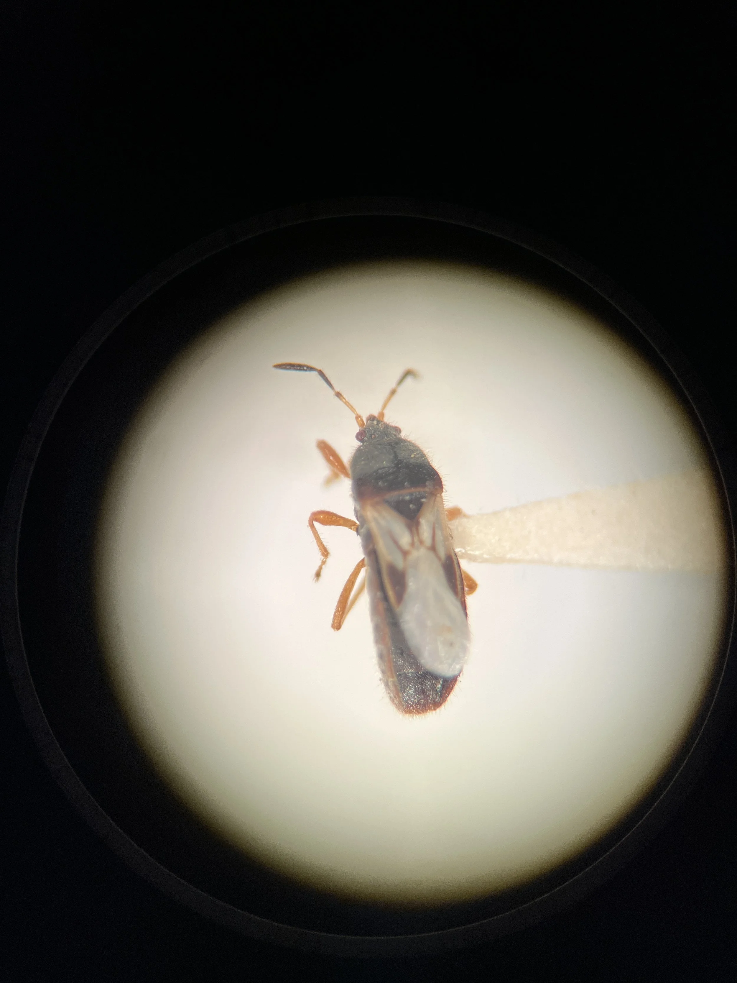 Blissidae - Blissus sp.