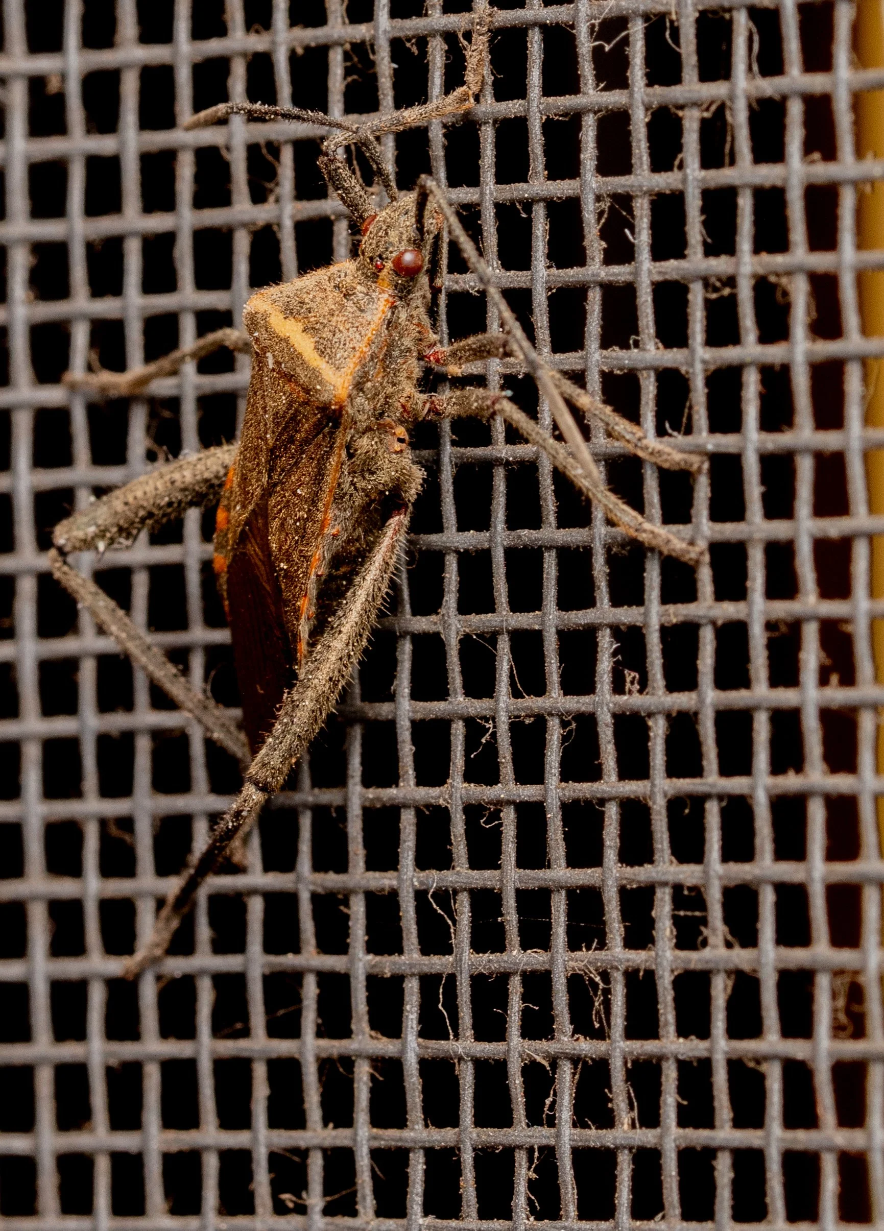 Coreidae - Phtiacnemia sp.