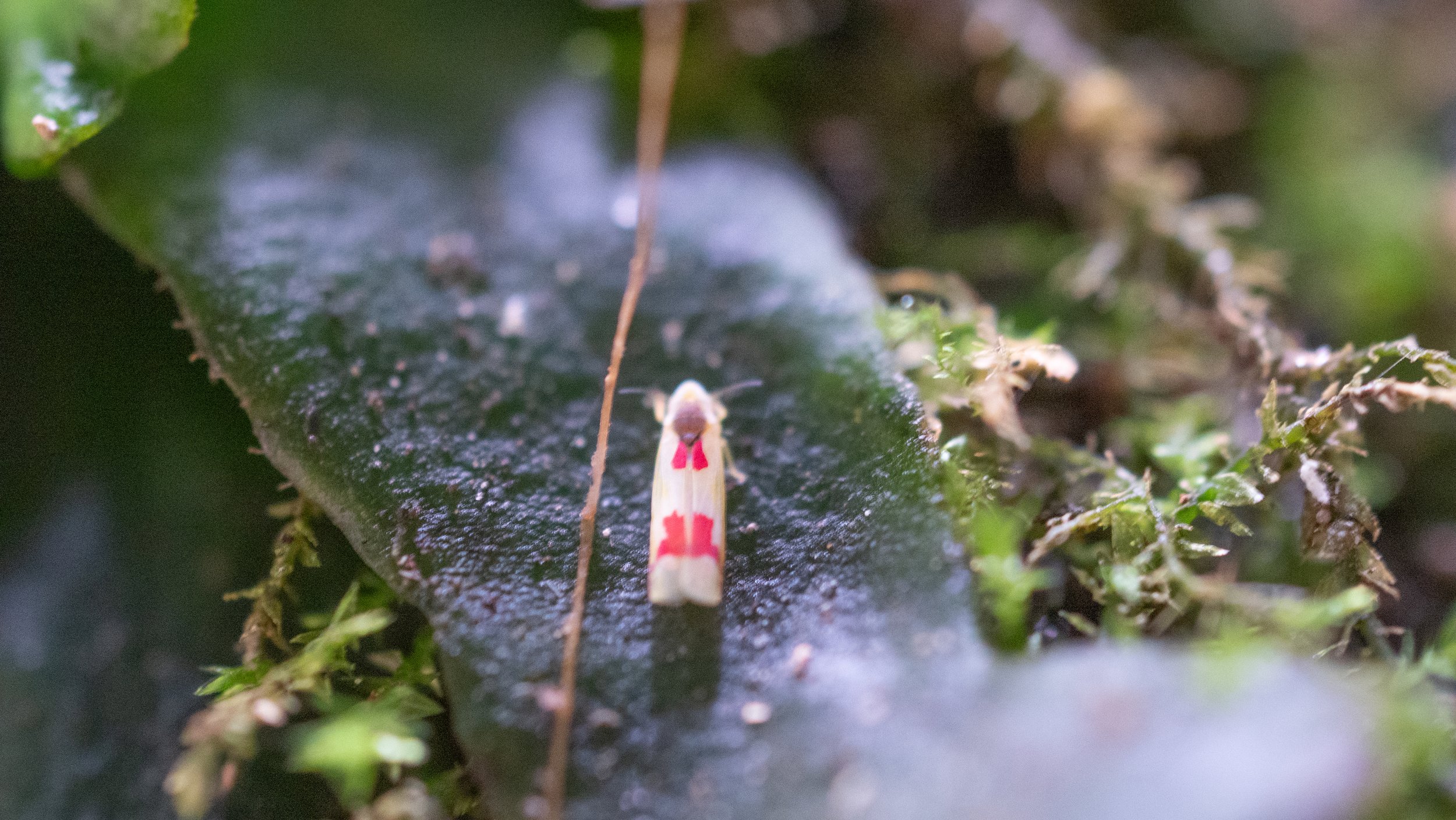 Cicadellidae