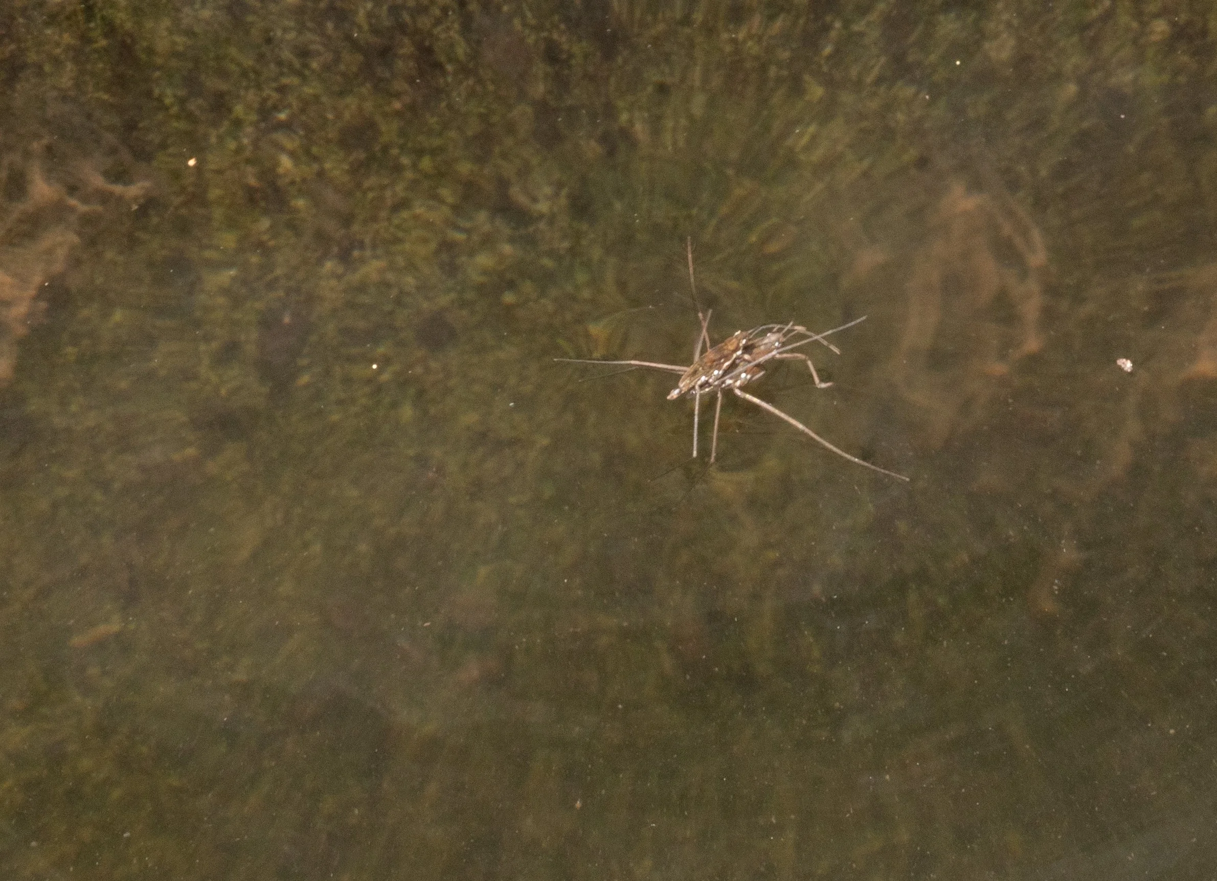 Gerridae - Eurygerris sp.