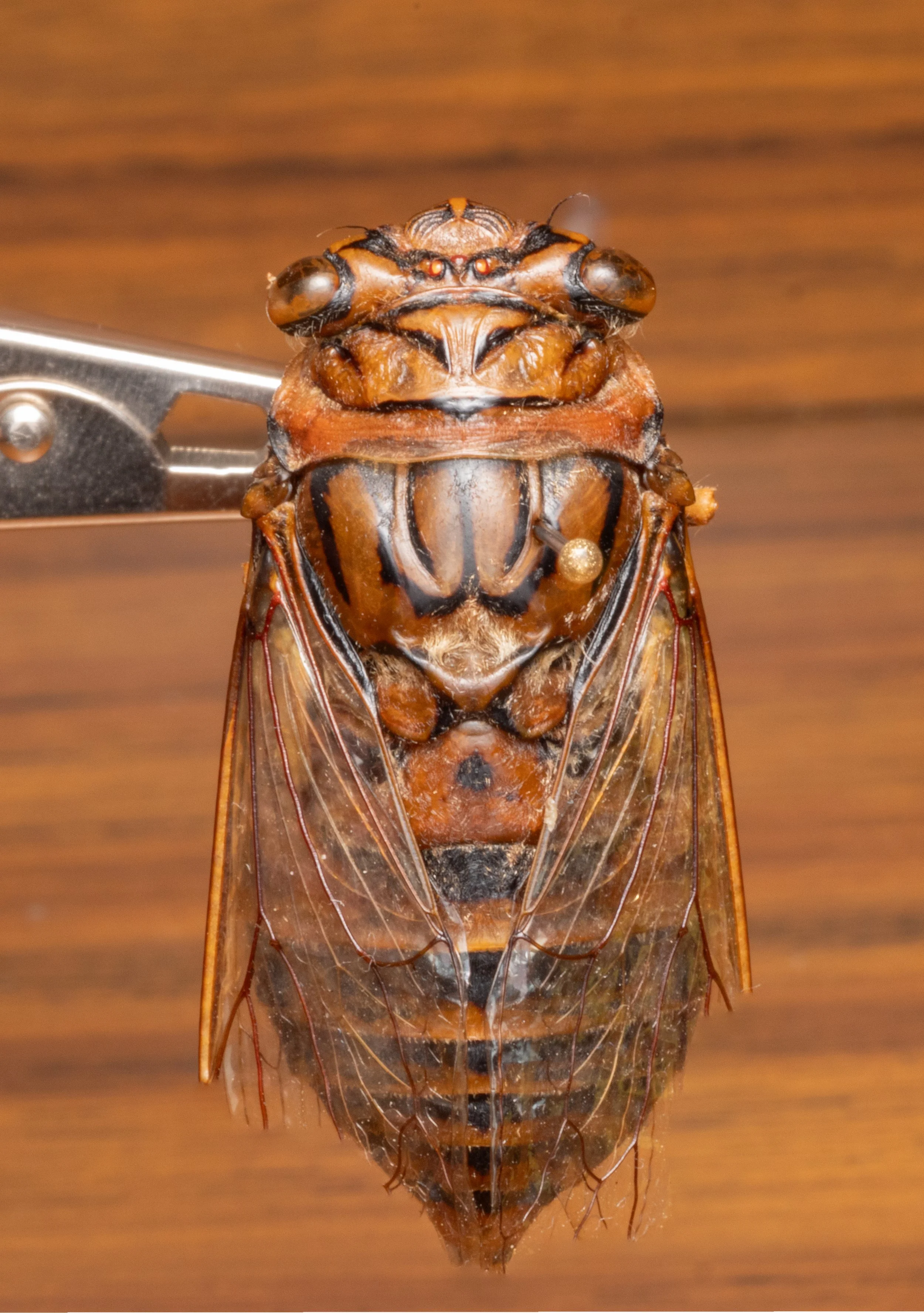Cicadidae - Quesada sp.