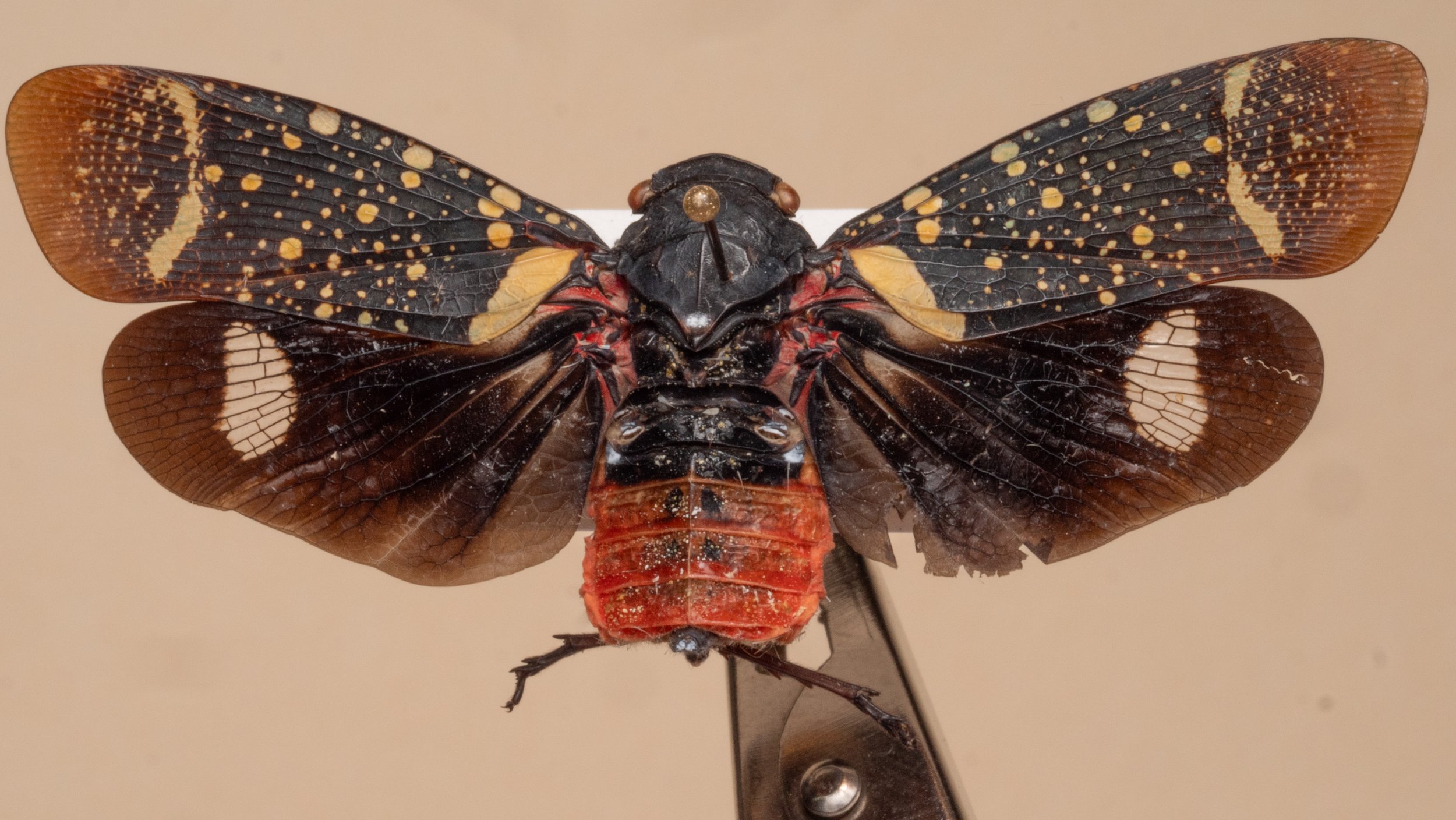 Fulgoridae