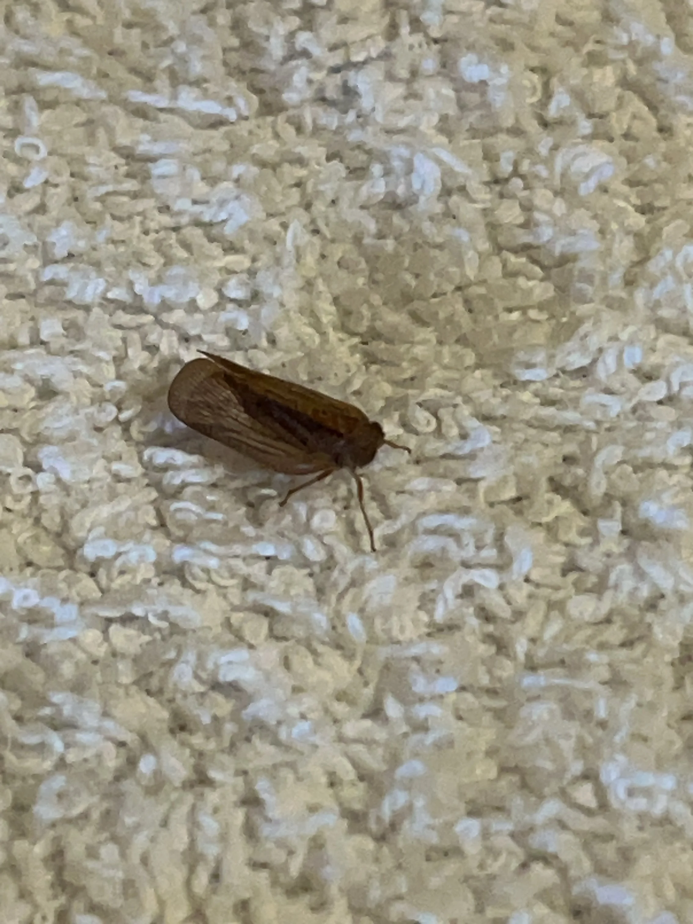Nogodinidae