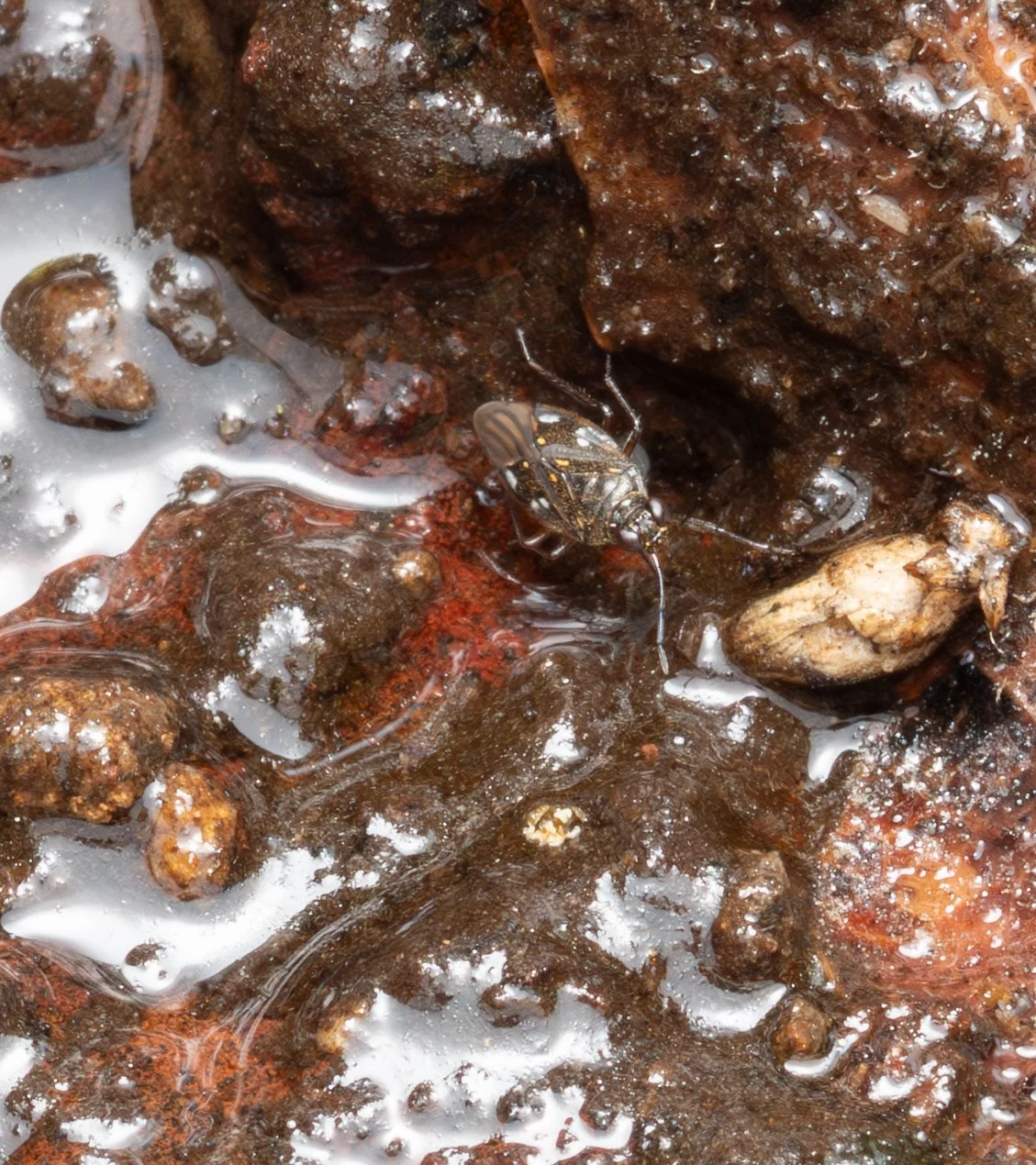 Saldidae