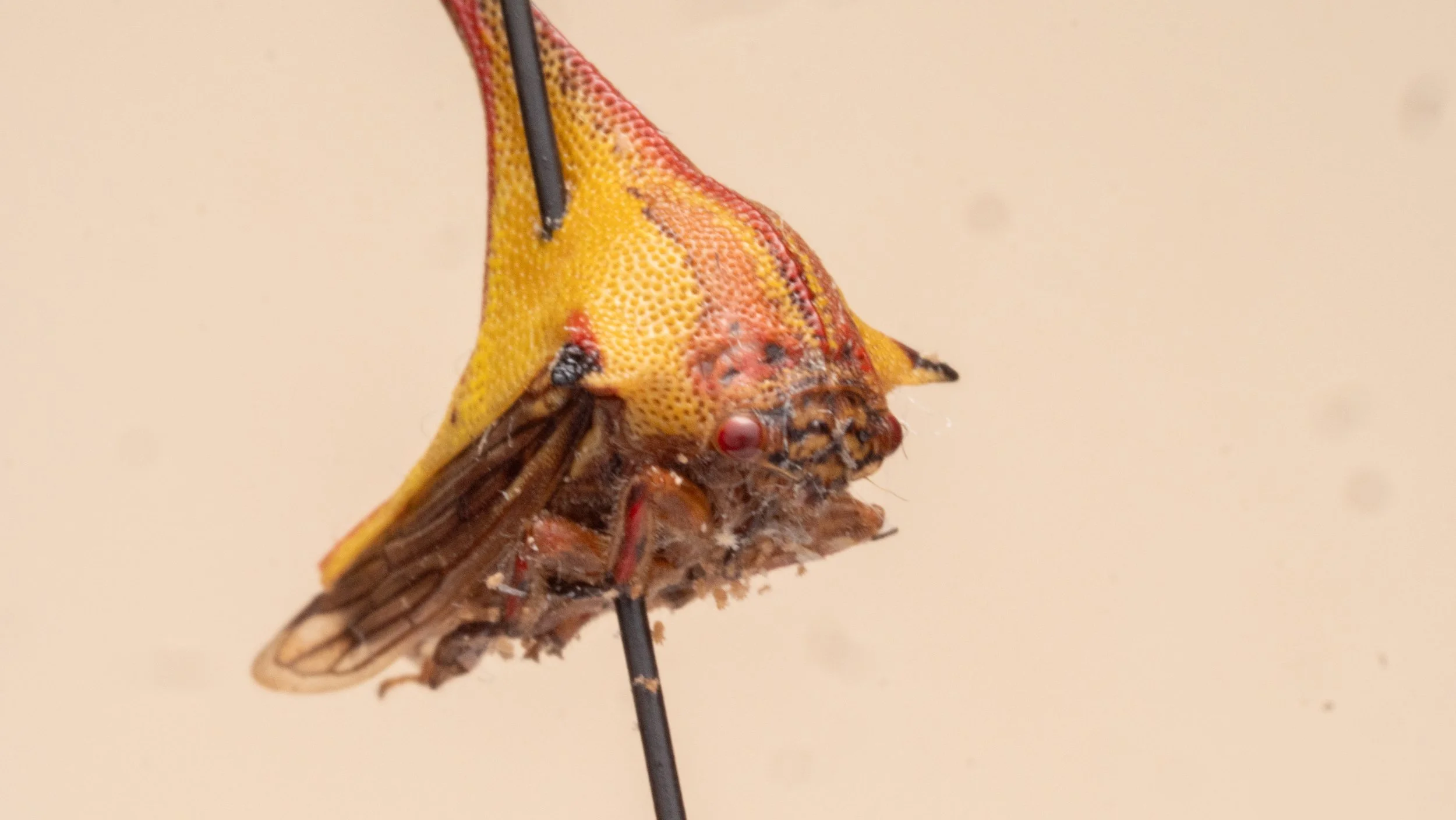 Membracidae (Membracinae)