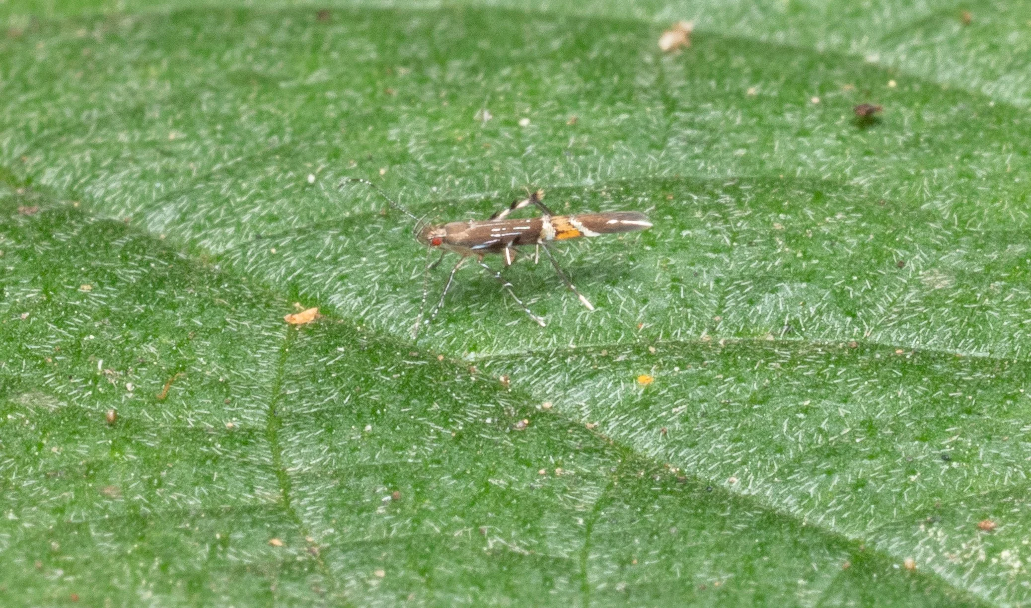 Cosmopterigidae - Cosmopterix pulchrimella