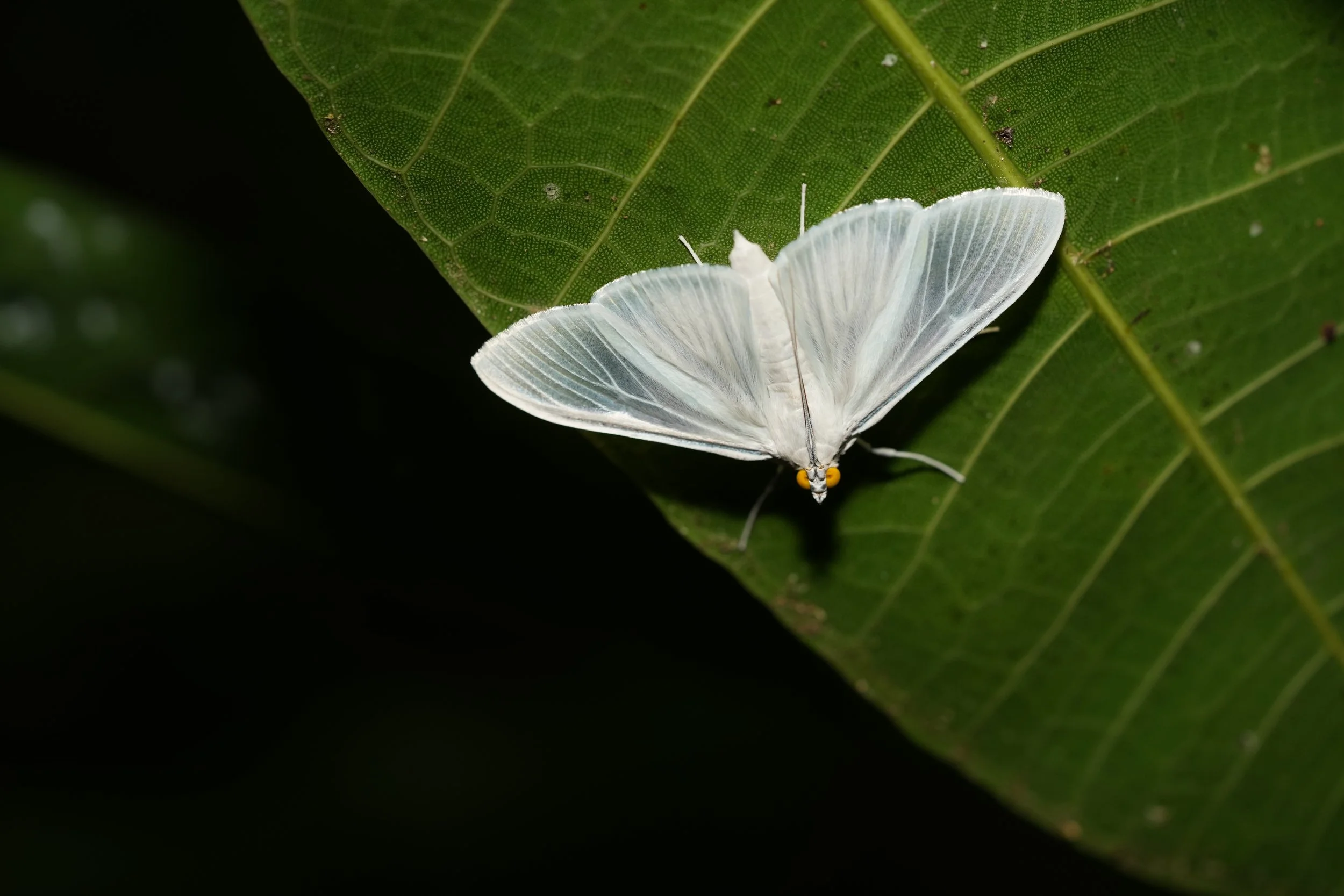 Crambidae - Palpita flegia