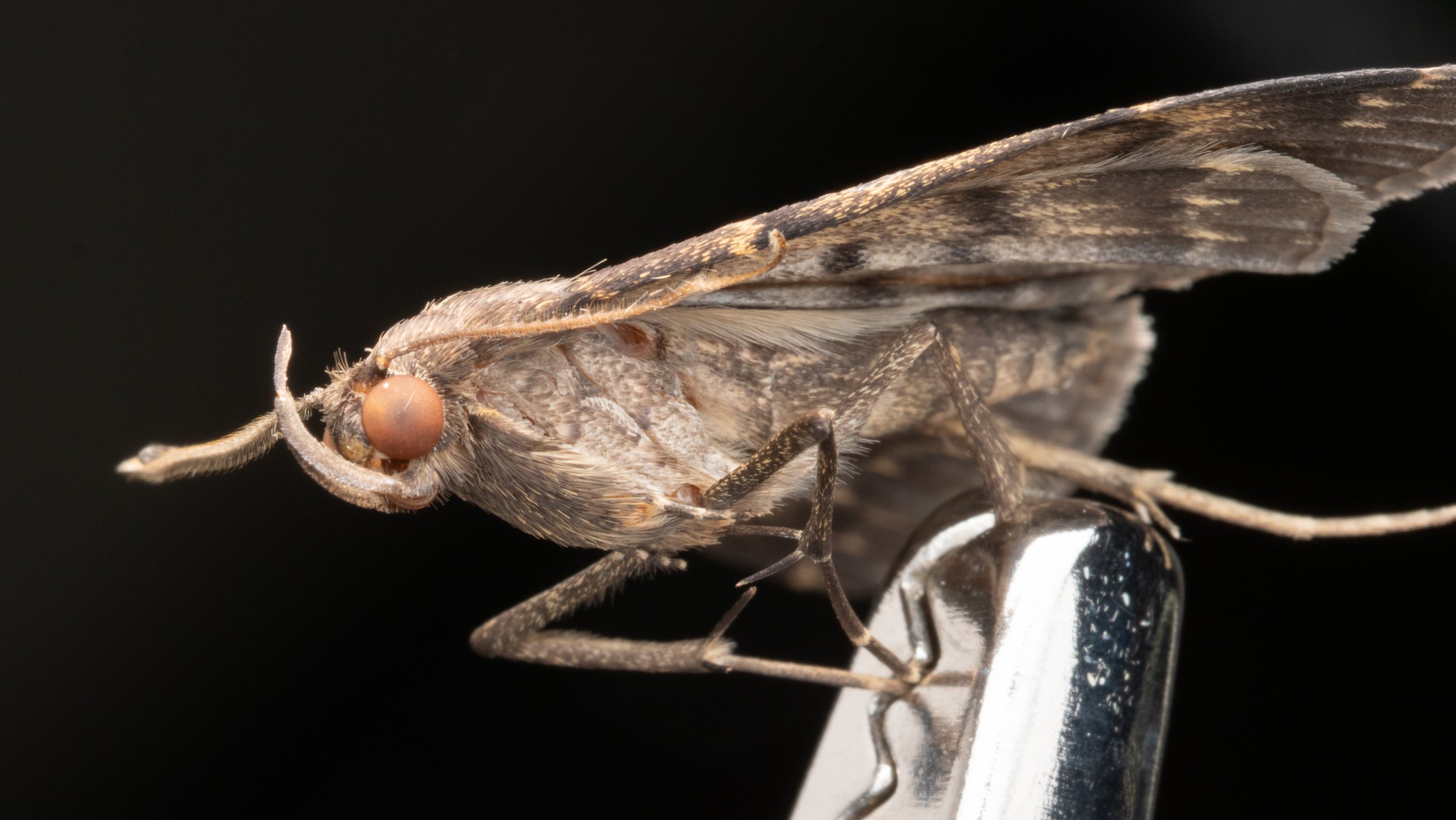 Erebidae