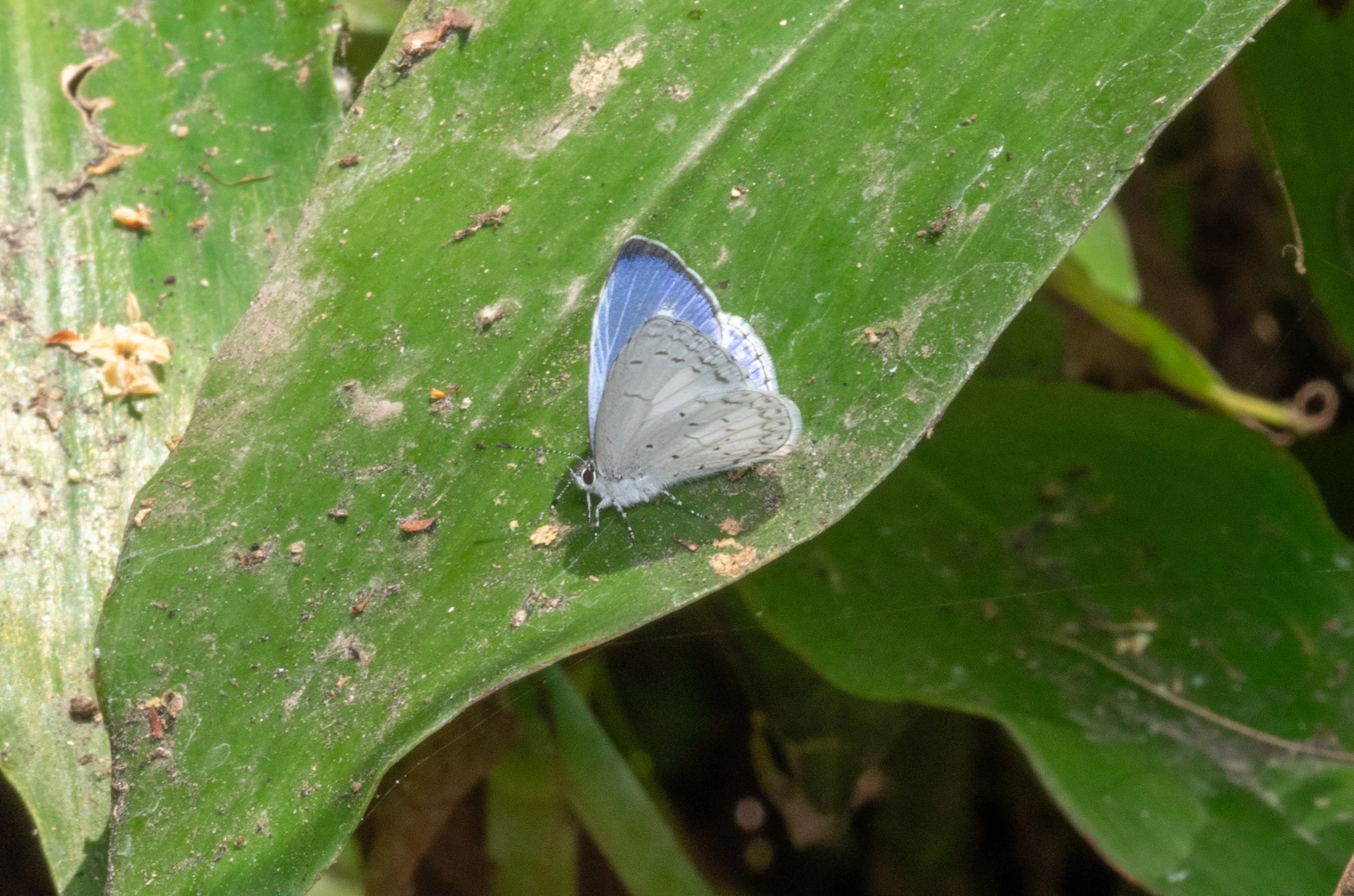 Lycaenidae - Celastrina sp.