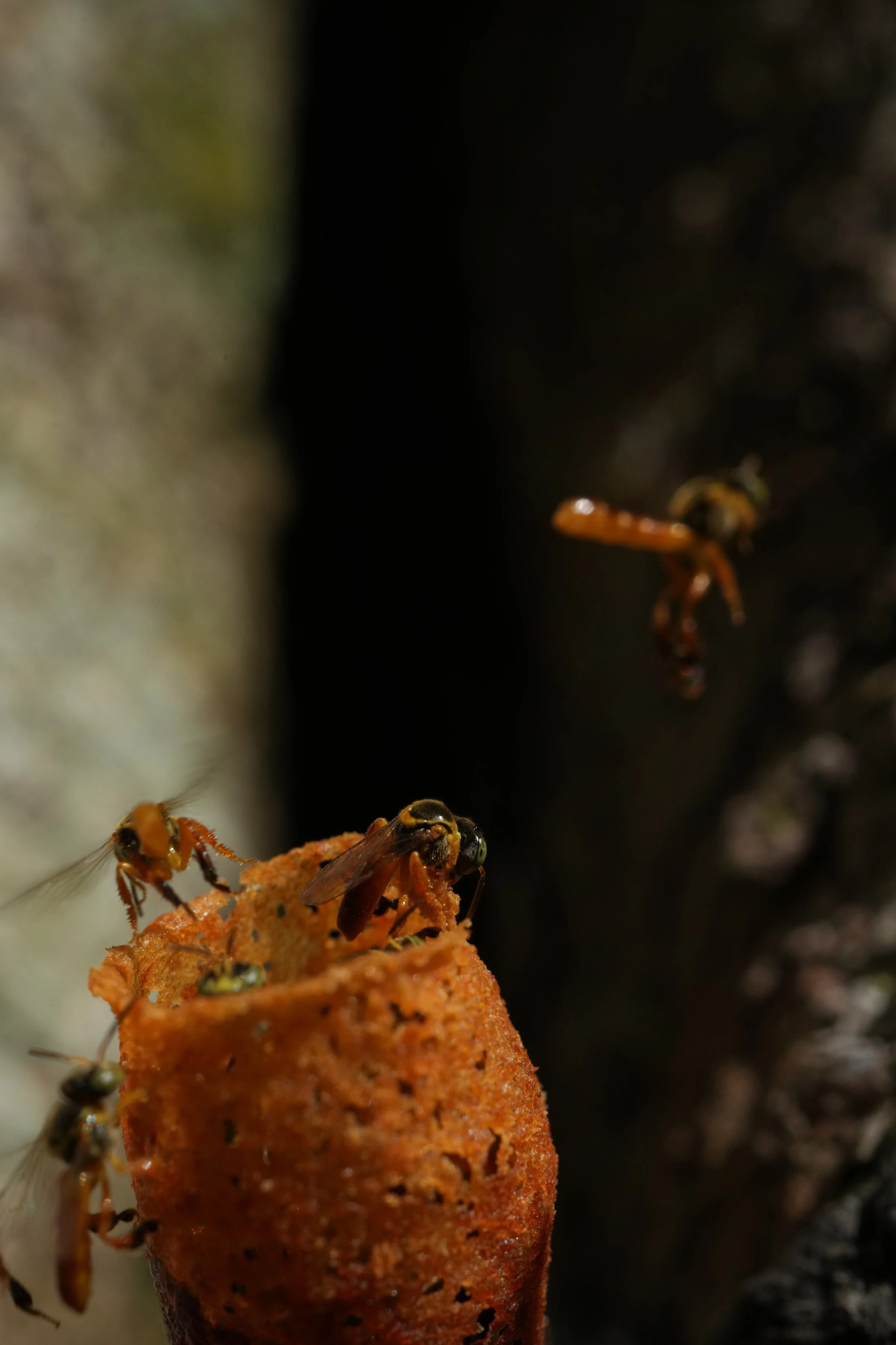 Apidae - Tetragonisca sp.