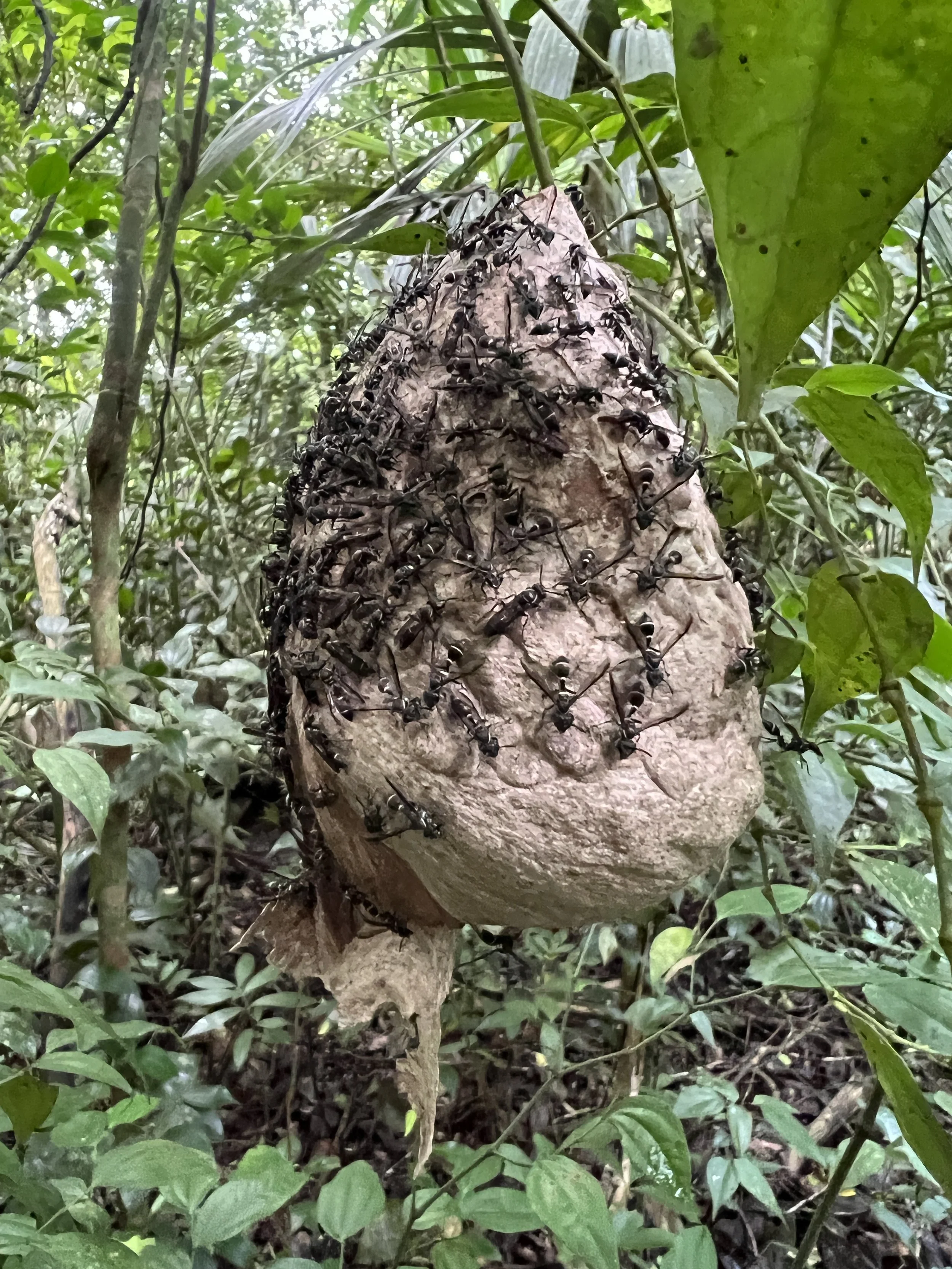 Naranjo-trail-to-savanna-NEEDS-ID-wasp-nest-iPhone-13ProMax-Dec-18-2021-NH_5412.JPG