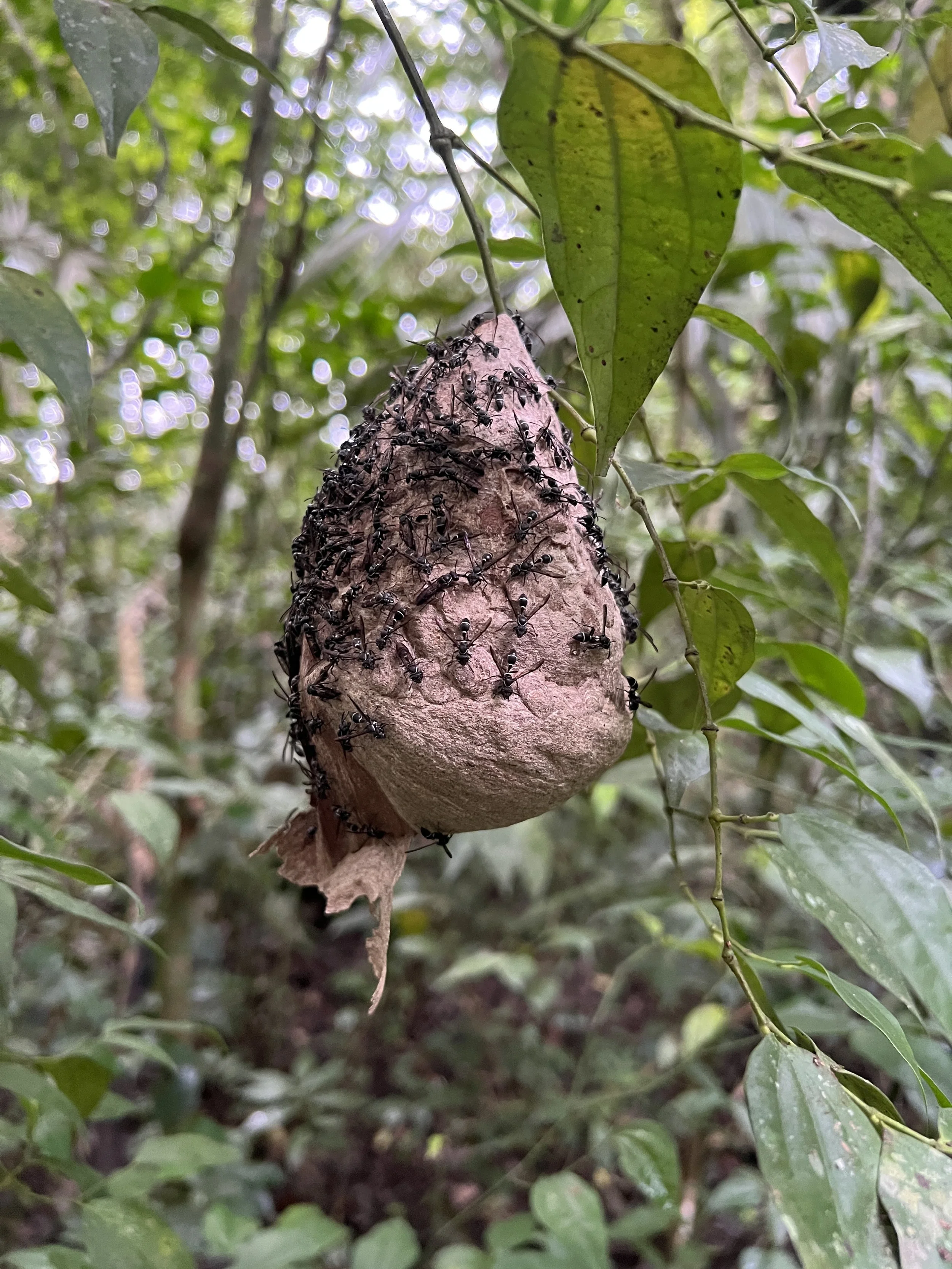 Naranjo-trail-to-savanna-NEEDS-ID-wasp-nest-iPhone-13ProMax-Dec-18-2021-NH_5411.JPG