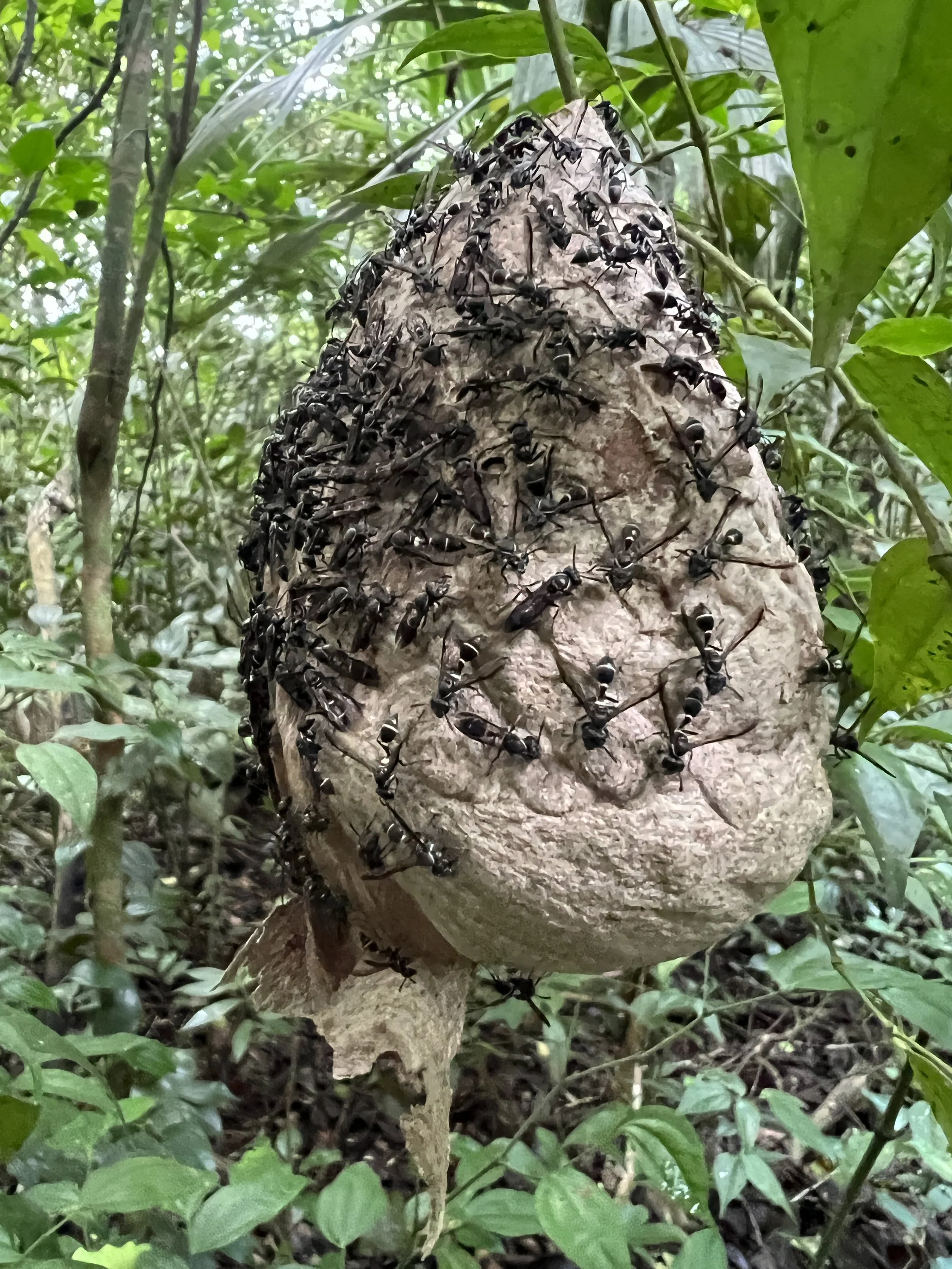 Naranjo-trail-to-savanna-NEEDS-ID-wasp-nest-iPhone-13ProMax-Dec-18-2021-NH_5413.JPG