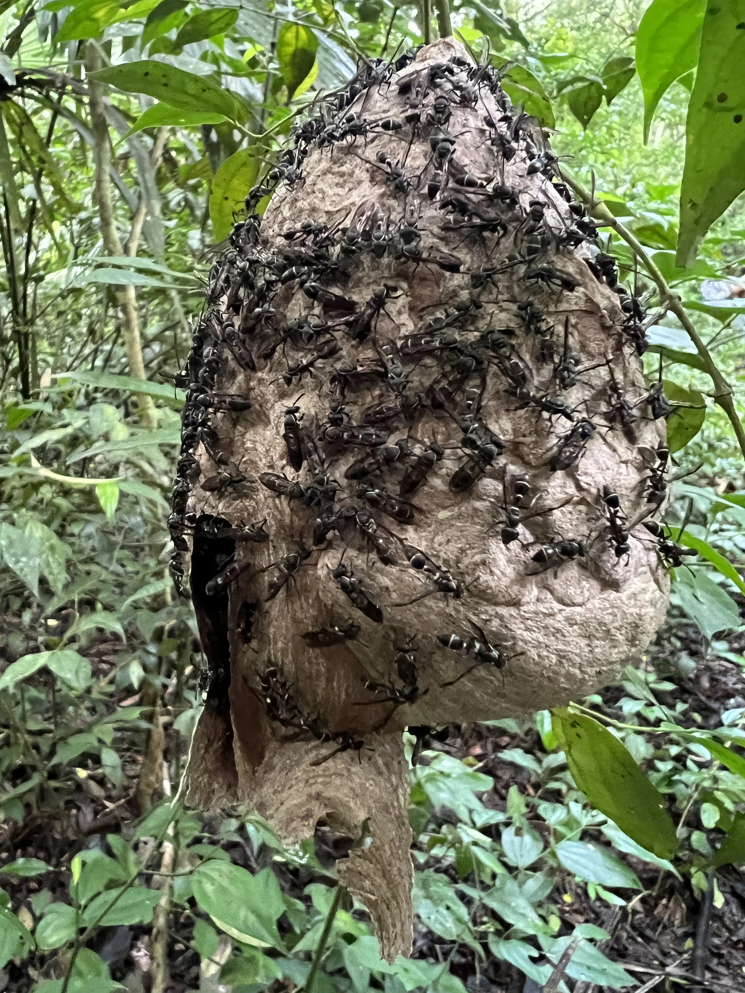 Naranjo-trail-to-savanna-NEEDS-ID-wasp-nest-iPhone-13ProMax-Dec-18-2021-NH_5414.JPG