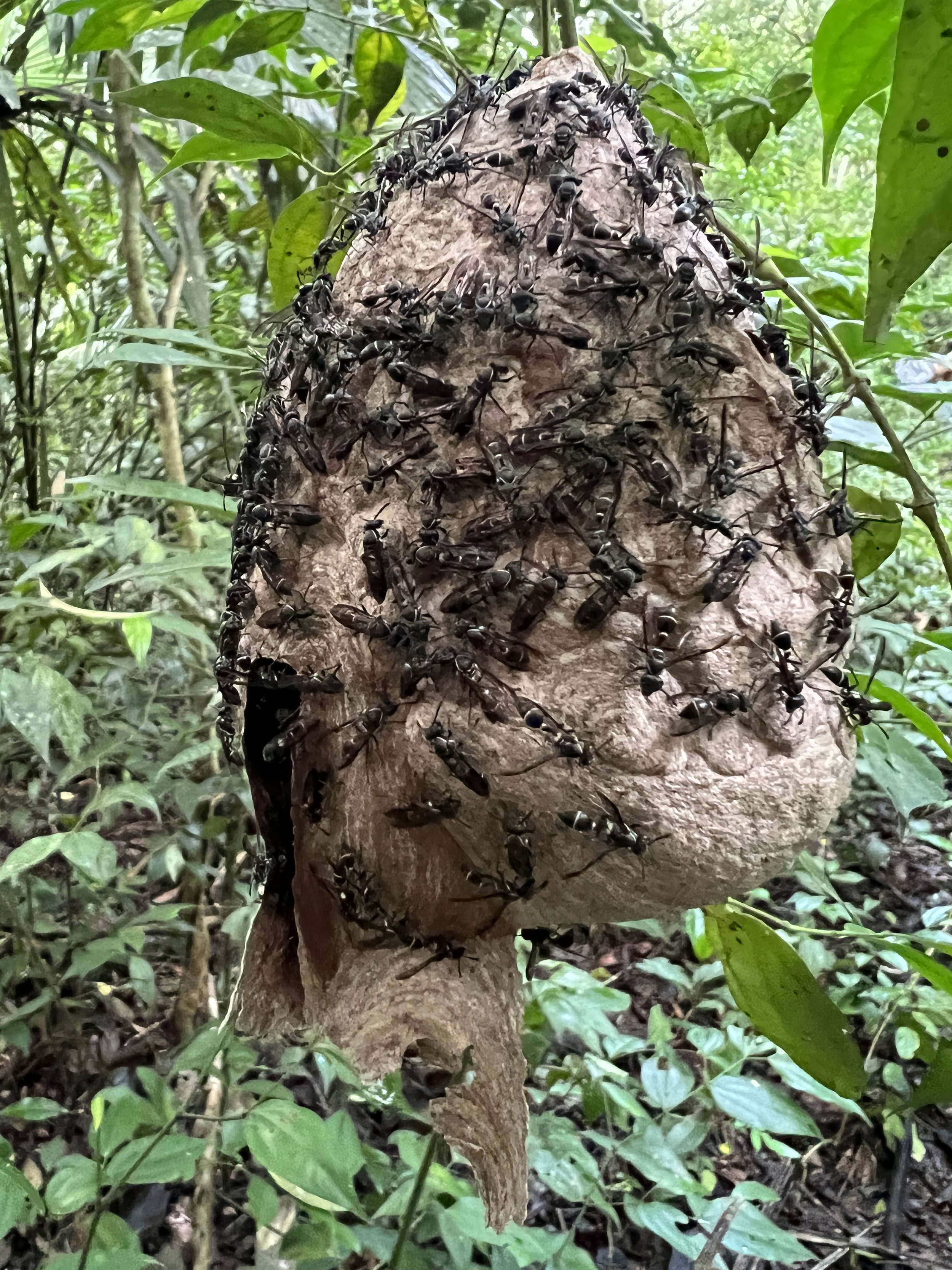 Vespidae - Polybia sp.