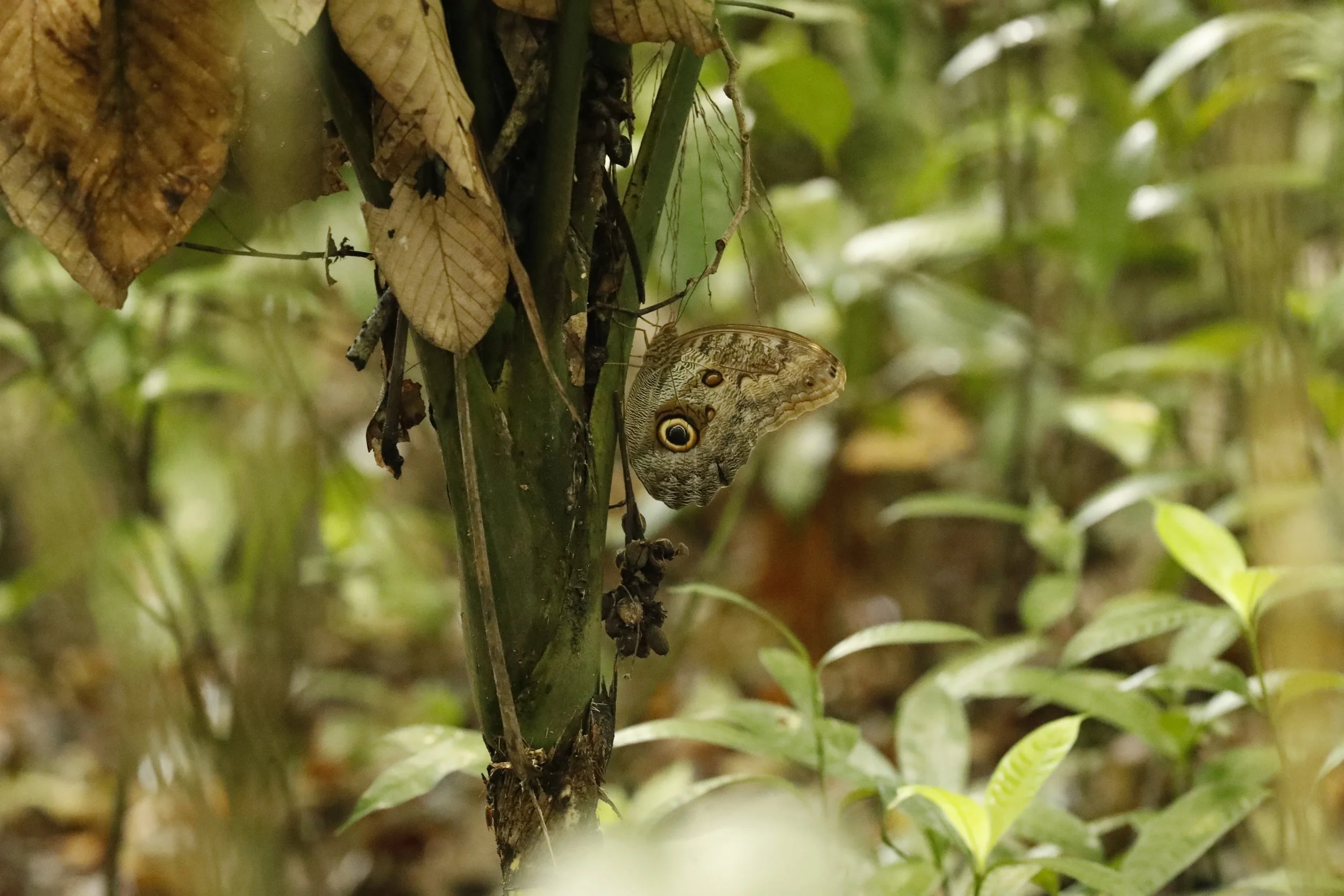 Nymphalidae - Caligo sp.