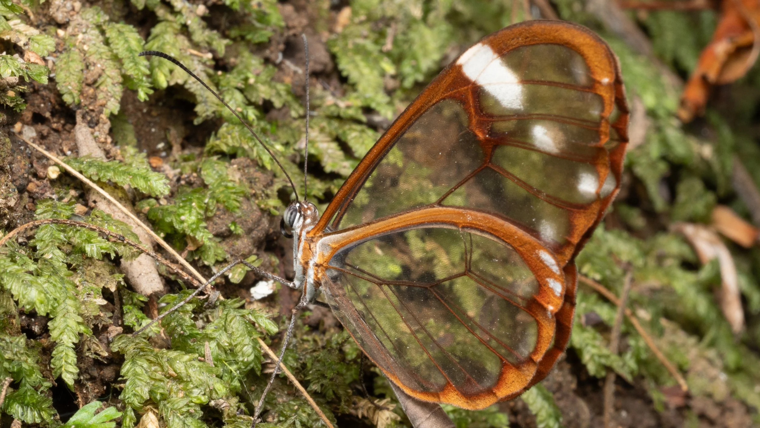Nymphalidae - Greta sp.