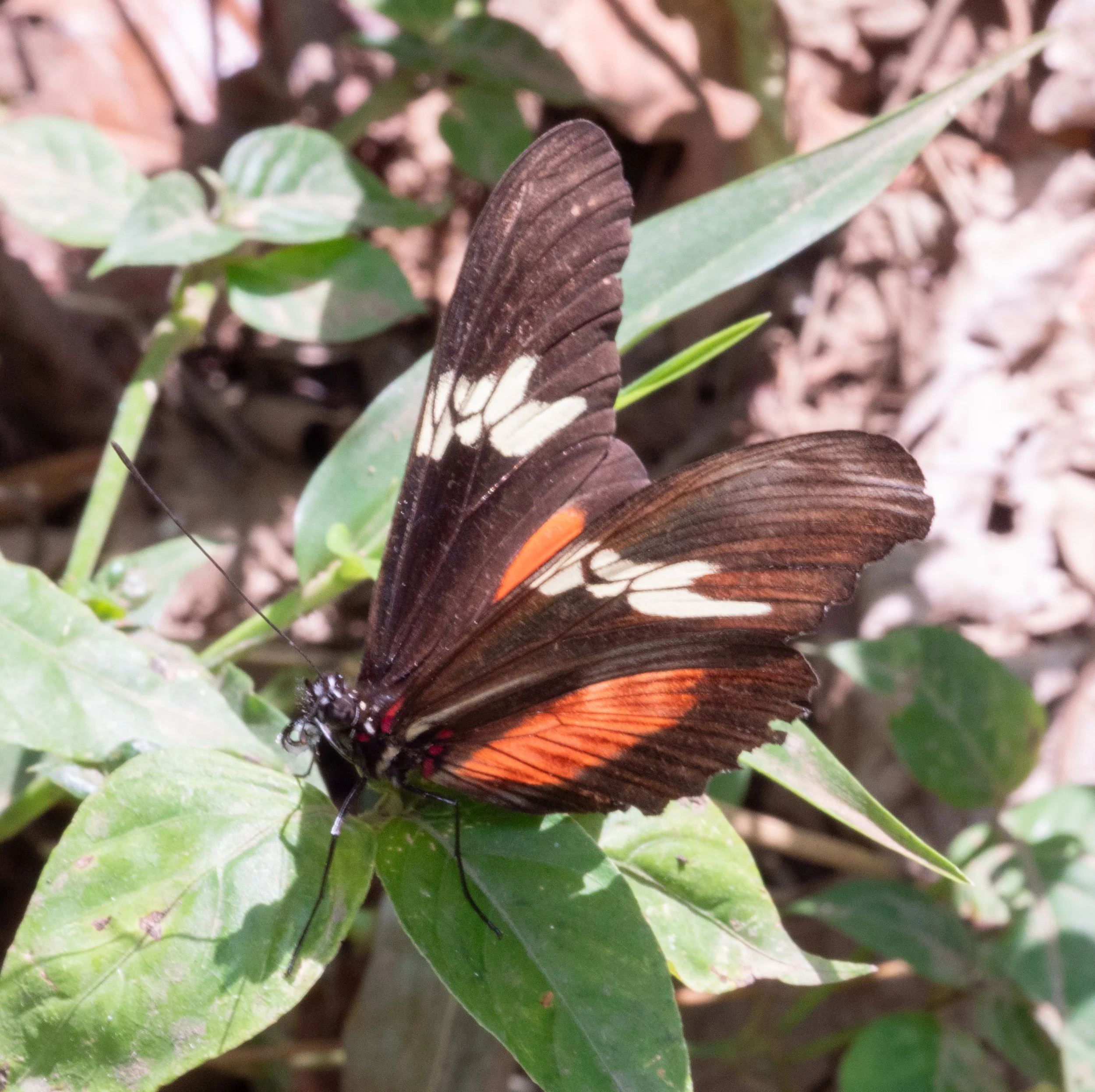 Nymphalidae - Heliconius sp.