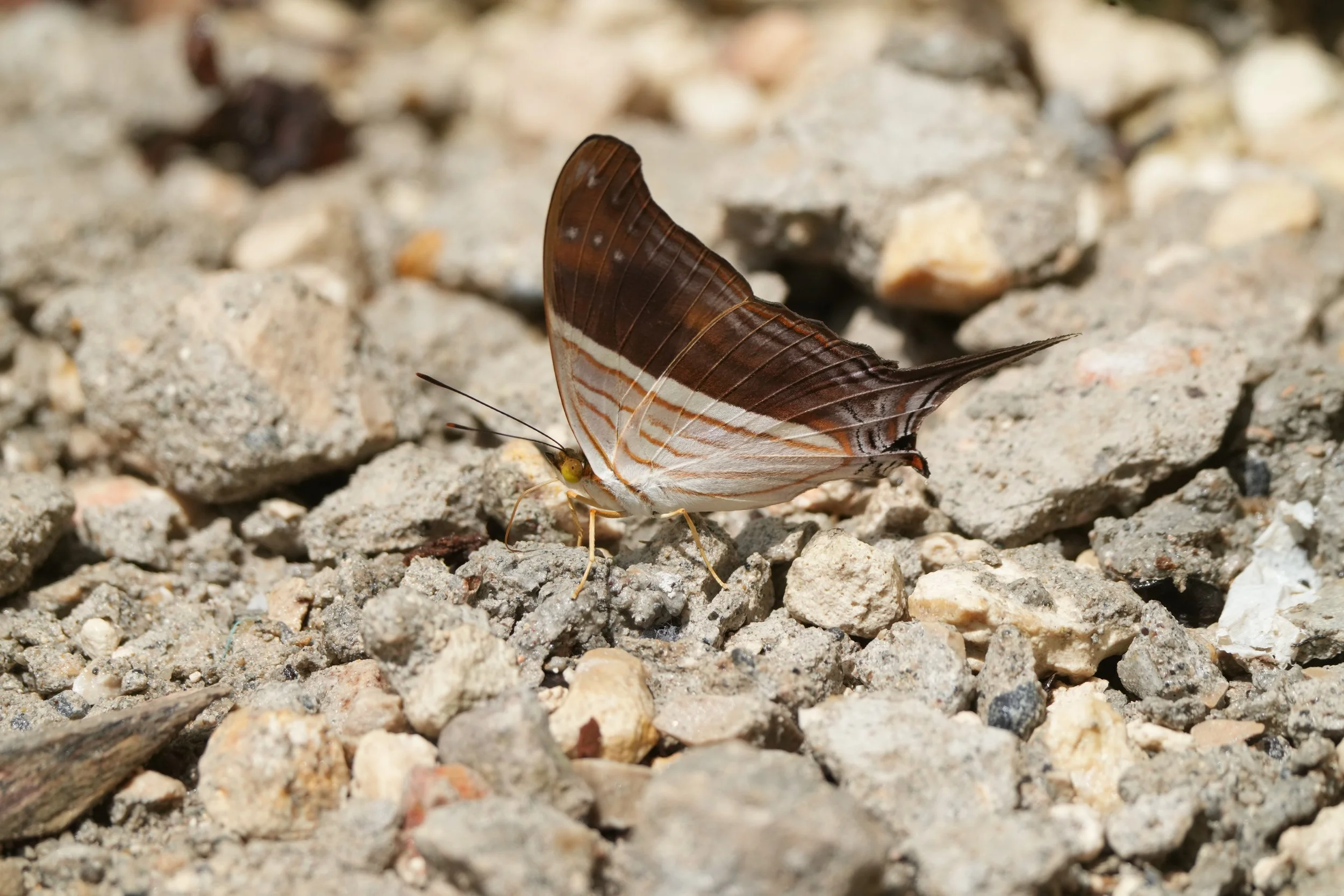Nymphalidae - Marpesia sp.