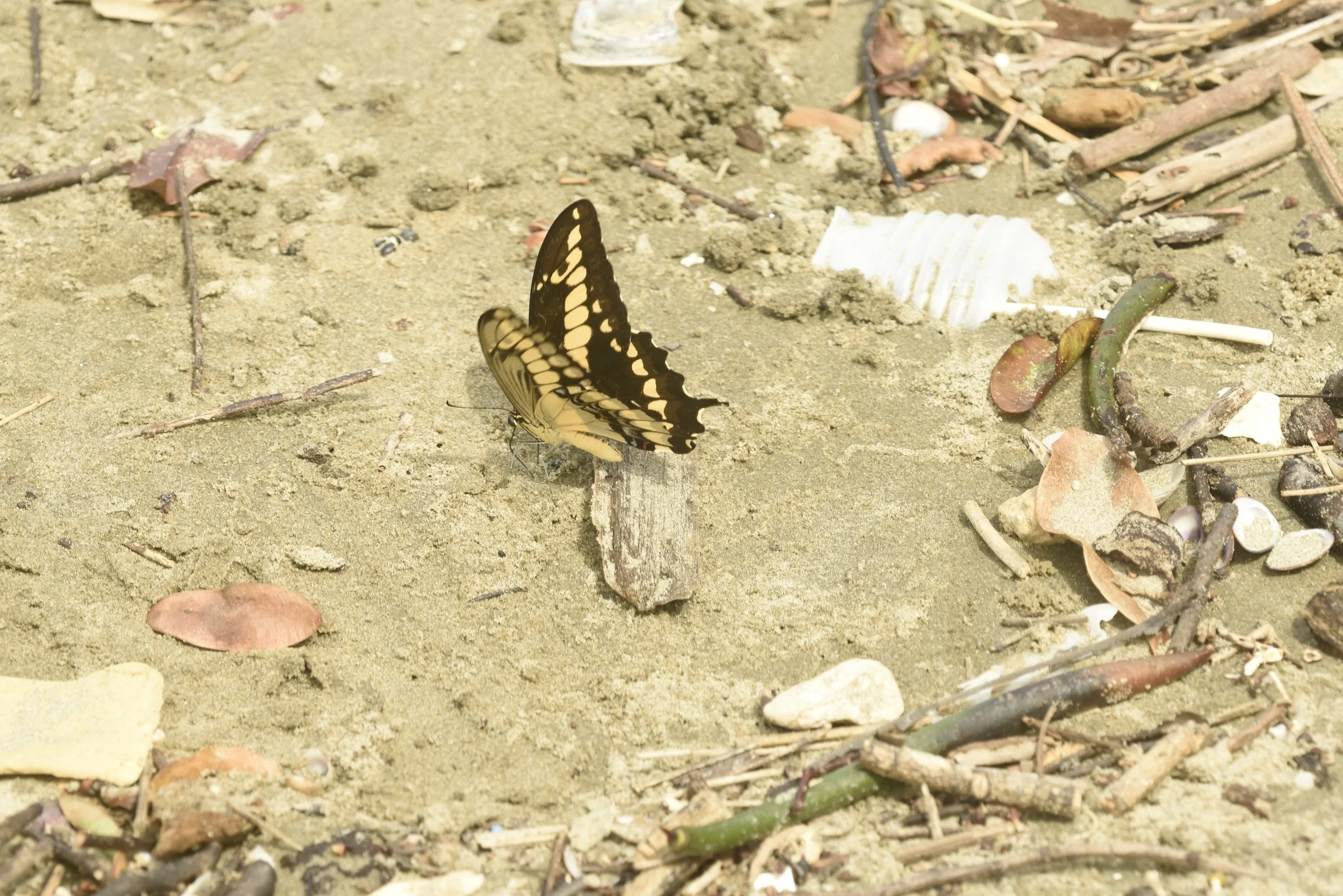 Papilionidae - Heraclides thoas