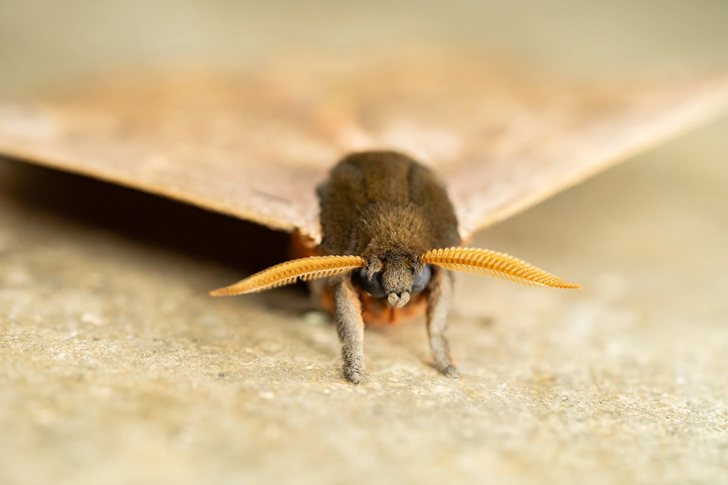 Saturniidae - Automeris sp.