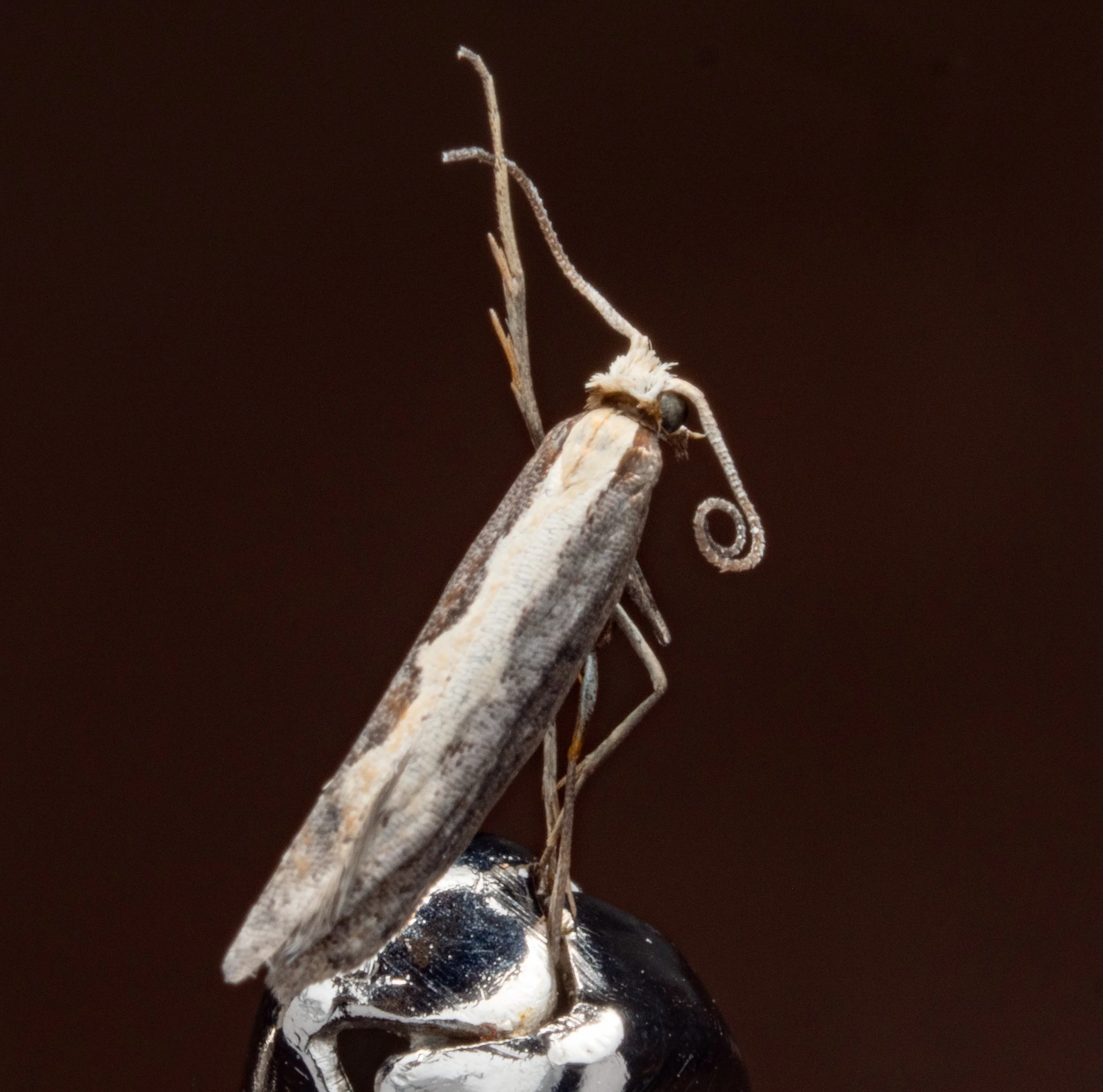 Plutellidae