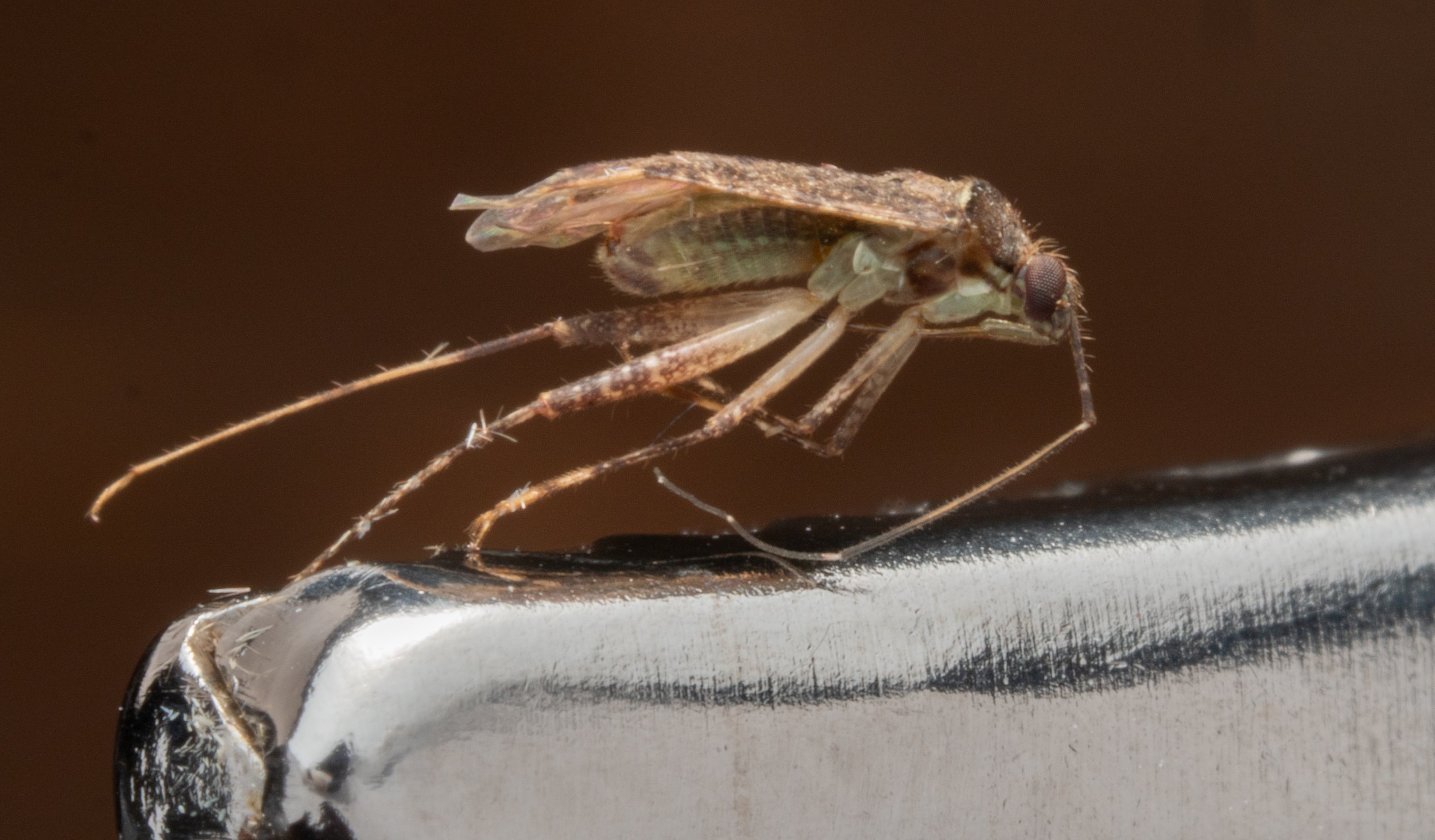 Miridae