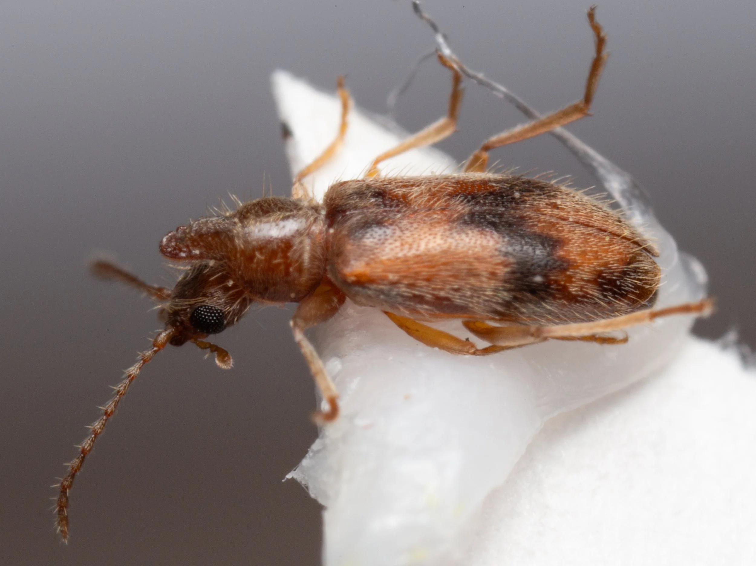Anthicidae