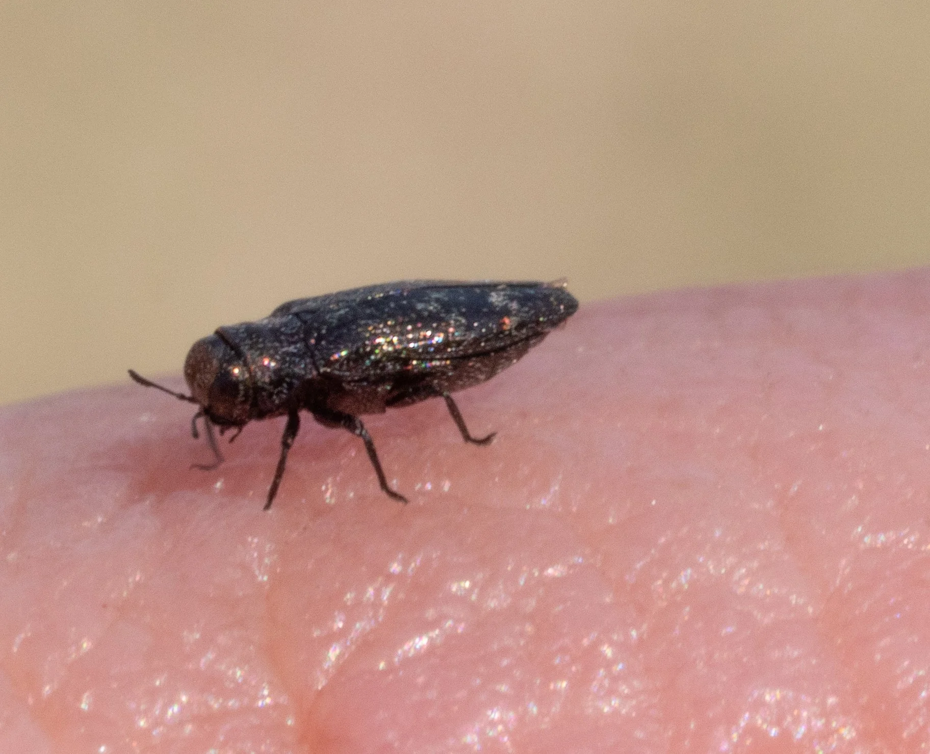 Buprestidae - Taphrocerus sp.